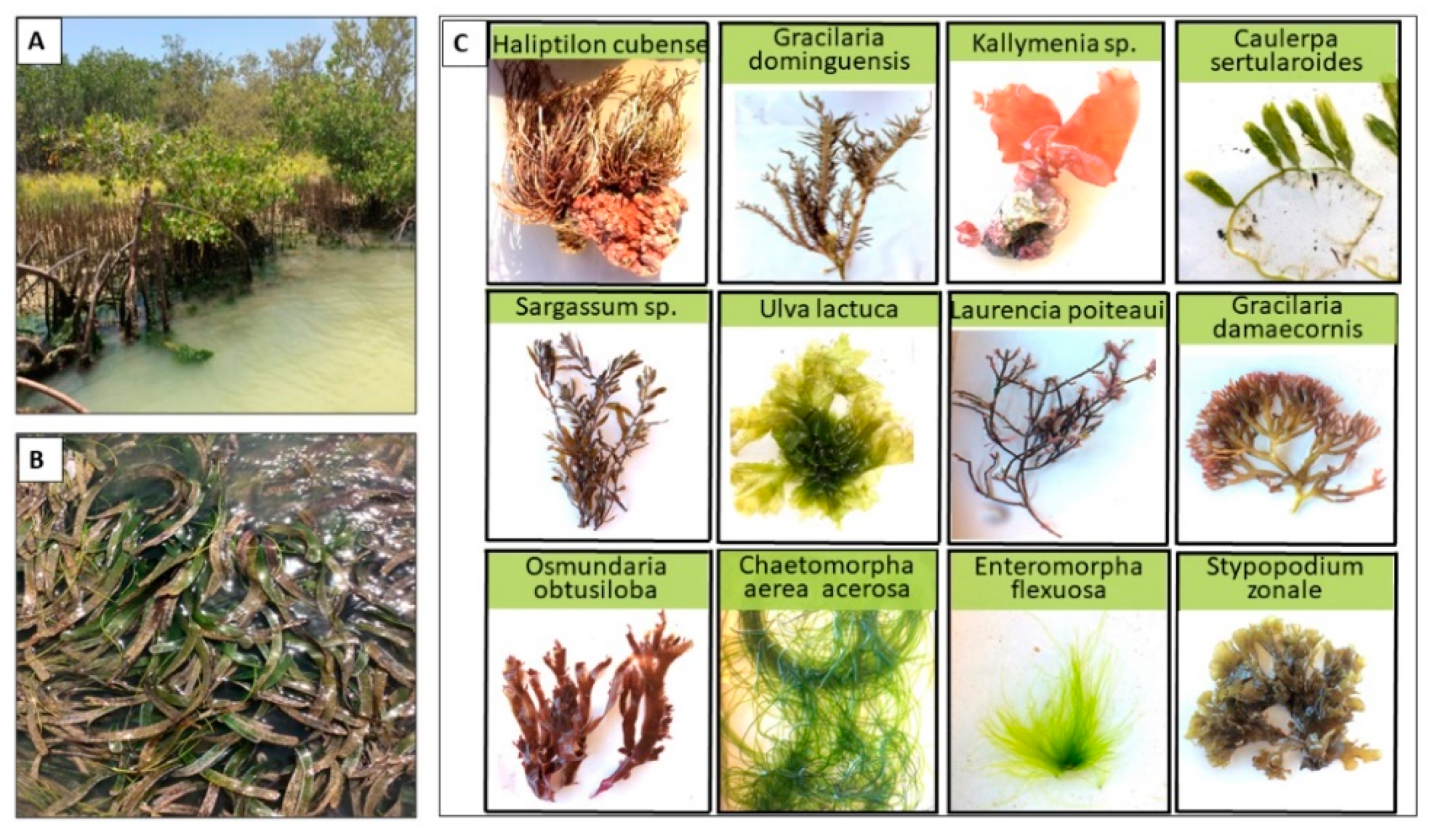 Jmse 09 00846 g004 Jmse 09 00846 g004