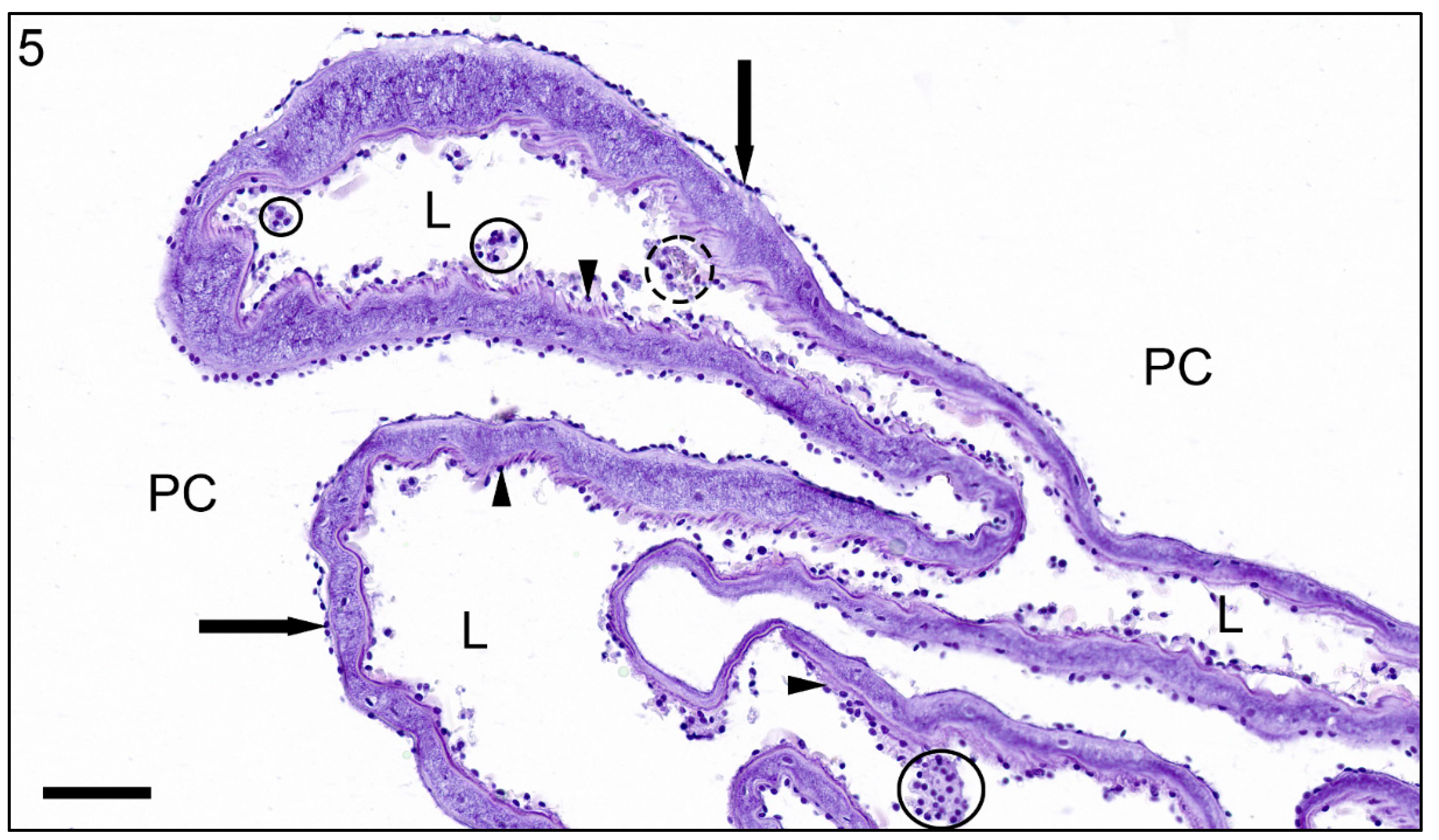 Jmse 09 00848 g005 550