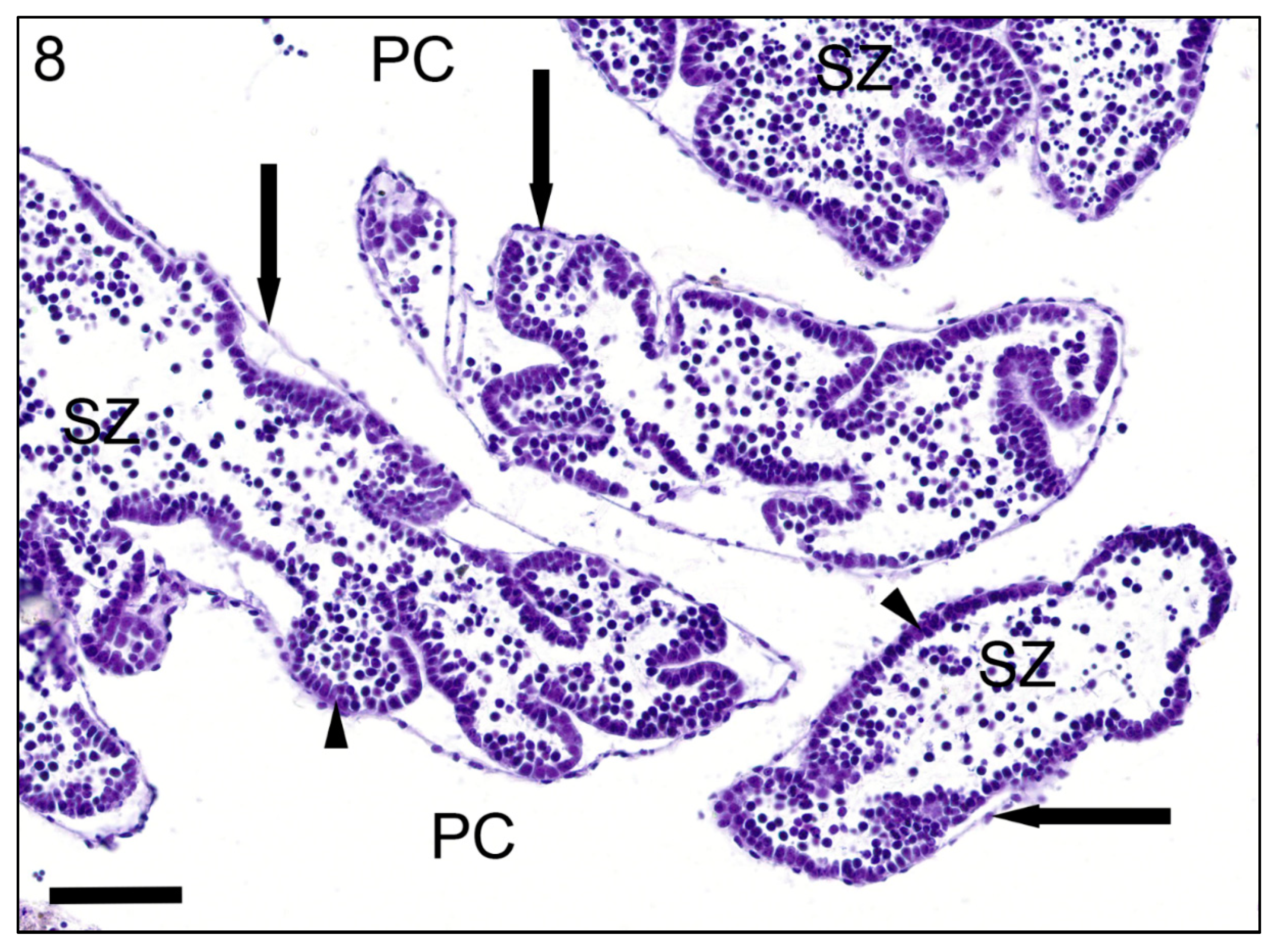Jmse 09 00848 g008 550