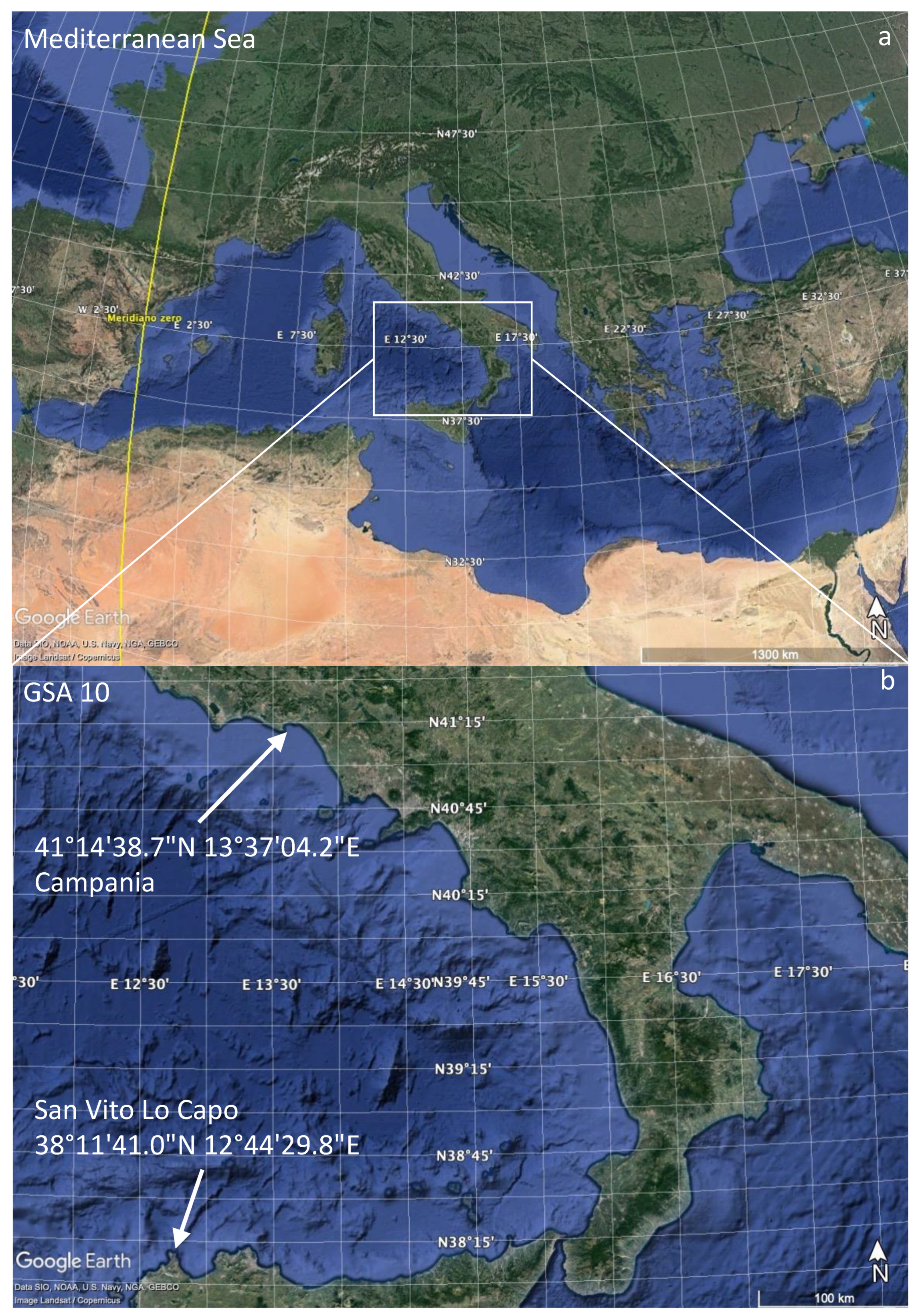 Jmse Free Full Text Biological And Ecological Aspects Of The Blackmouth Catshark Galeus Melastomus Rafinesque 1810 In The Southern Tyrrhenian Sea Html