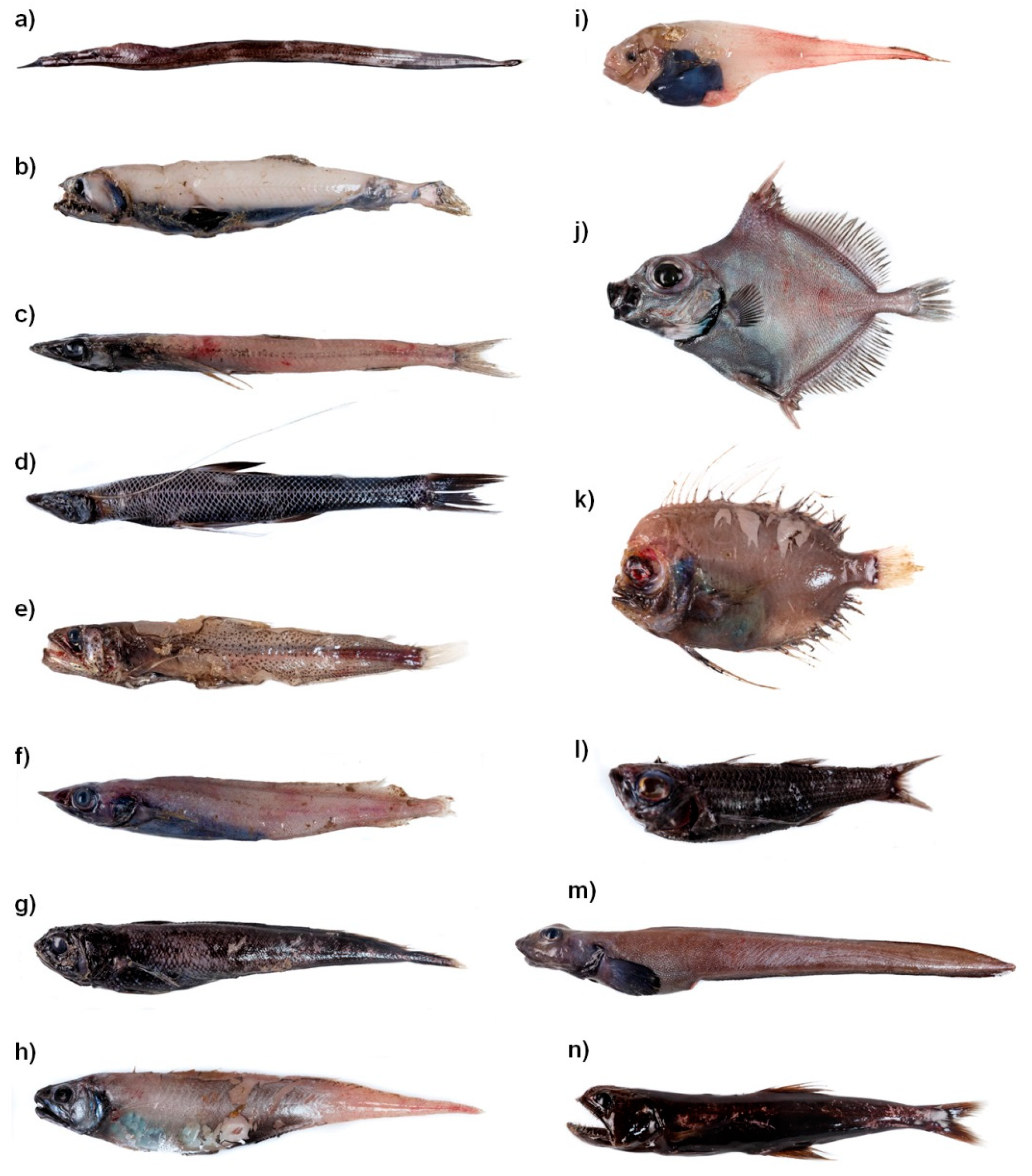 Jmse 09 01075 g002 Jmse 09 01075 g002