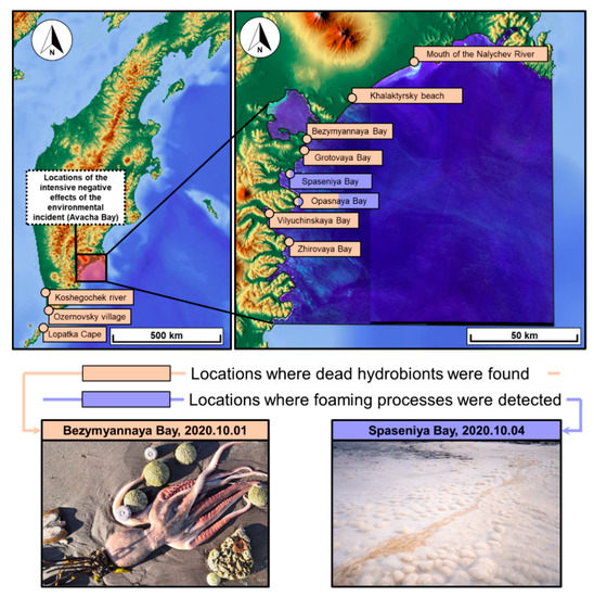 Bay Nature Magazine: How Much Sea Foam Is Normal?