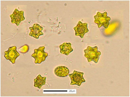 Chlorophytes (Green Algae) - Westerhoff Lab