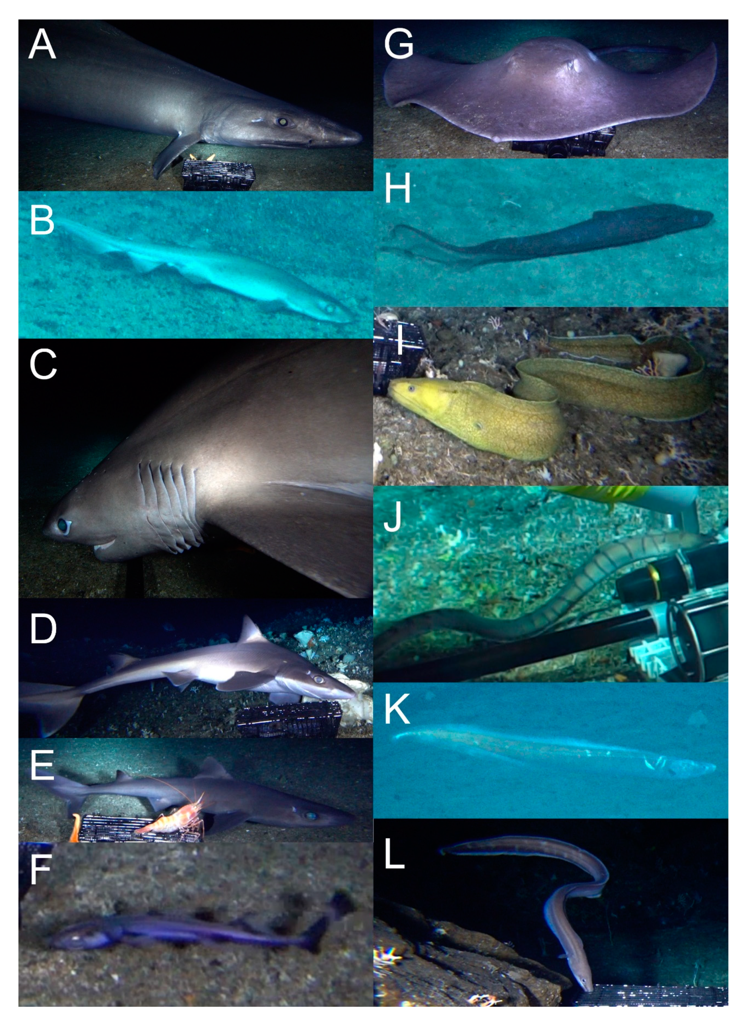 アテッサ新作モデル Deep-Sea Fish Fauna on the Seamounts of Southern Japan with コンピュータ・IT
