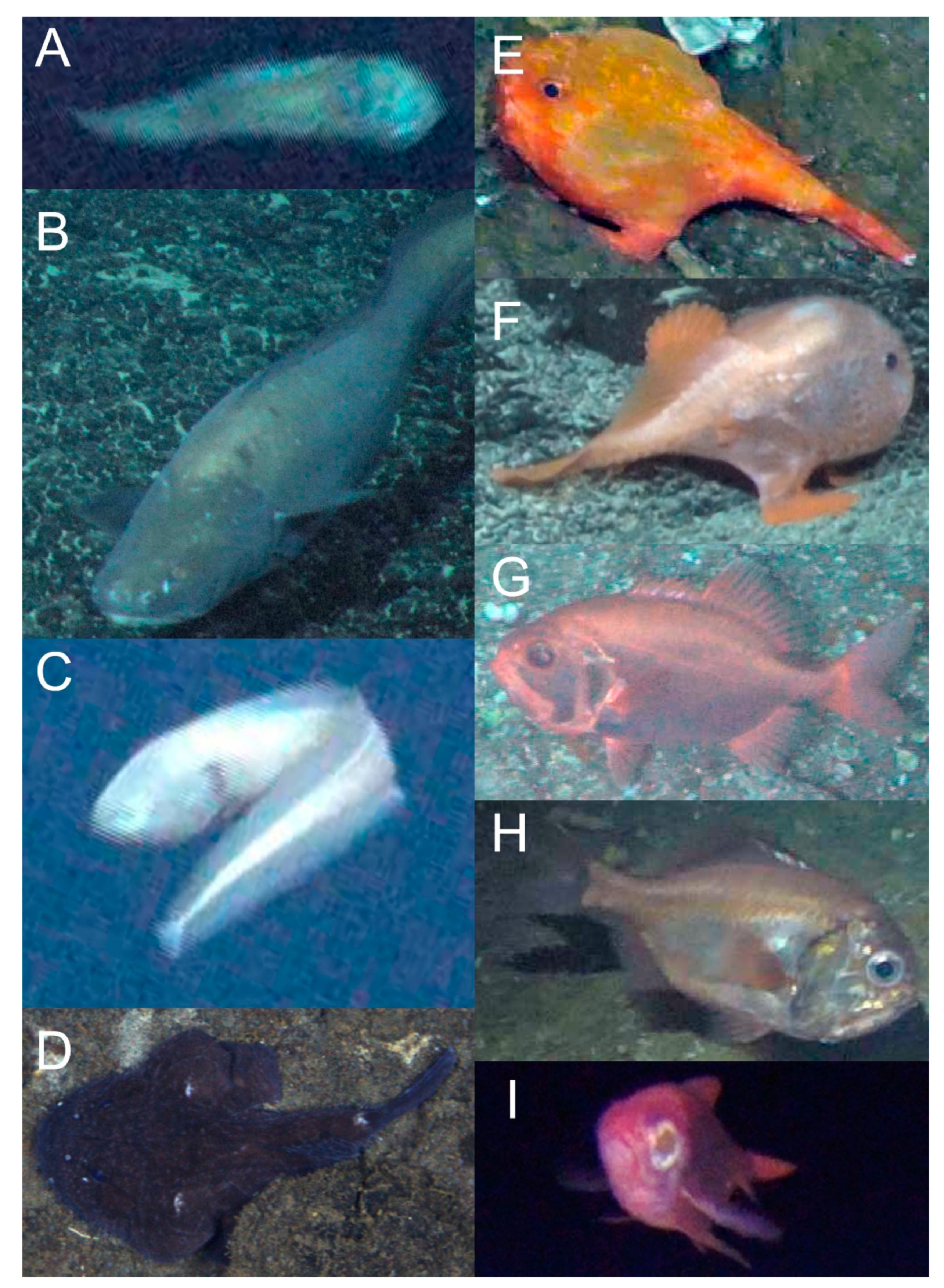 コンピュータ・IT Deep Sea Fishes Deep-Sea Fish Fauna on the Seamounts of Southern Japan with