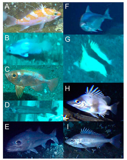 Deep-Sea Fish Fauna on the Seamounts of Southern Japan with