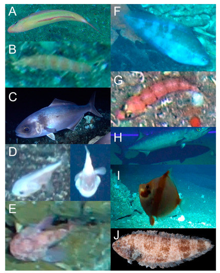 コンピュータ・IT Deep Sea Fishes Deep-Sea Fish Fauna on the Seamounts of Southern Japan with