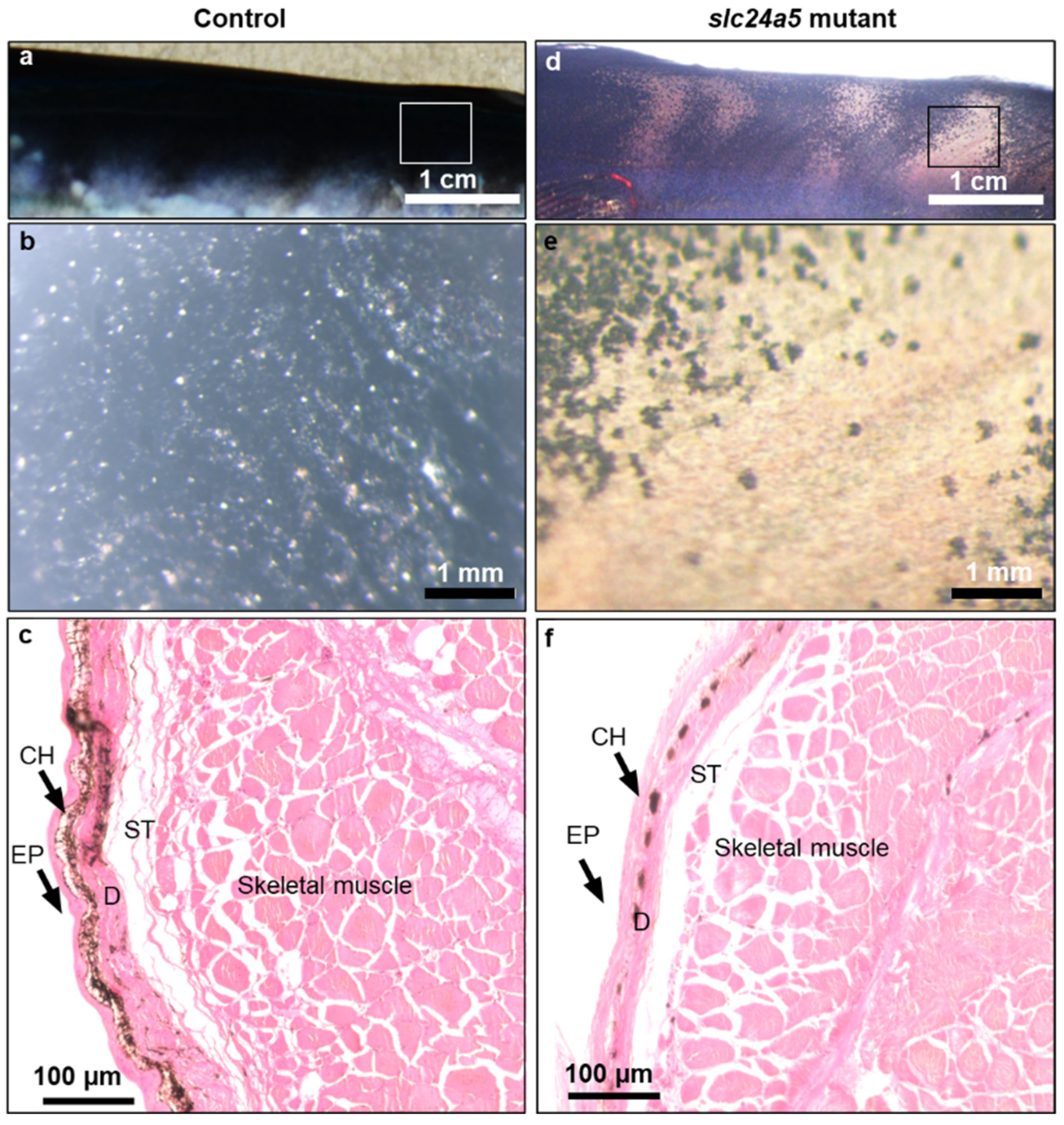 Jmse 09 01378 g007 550