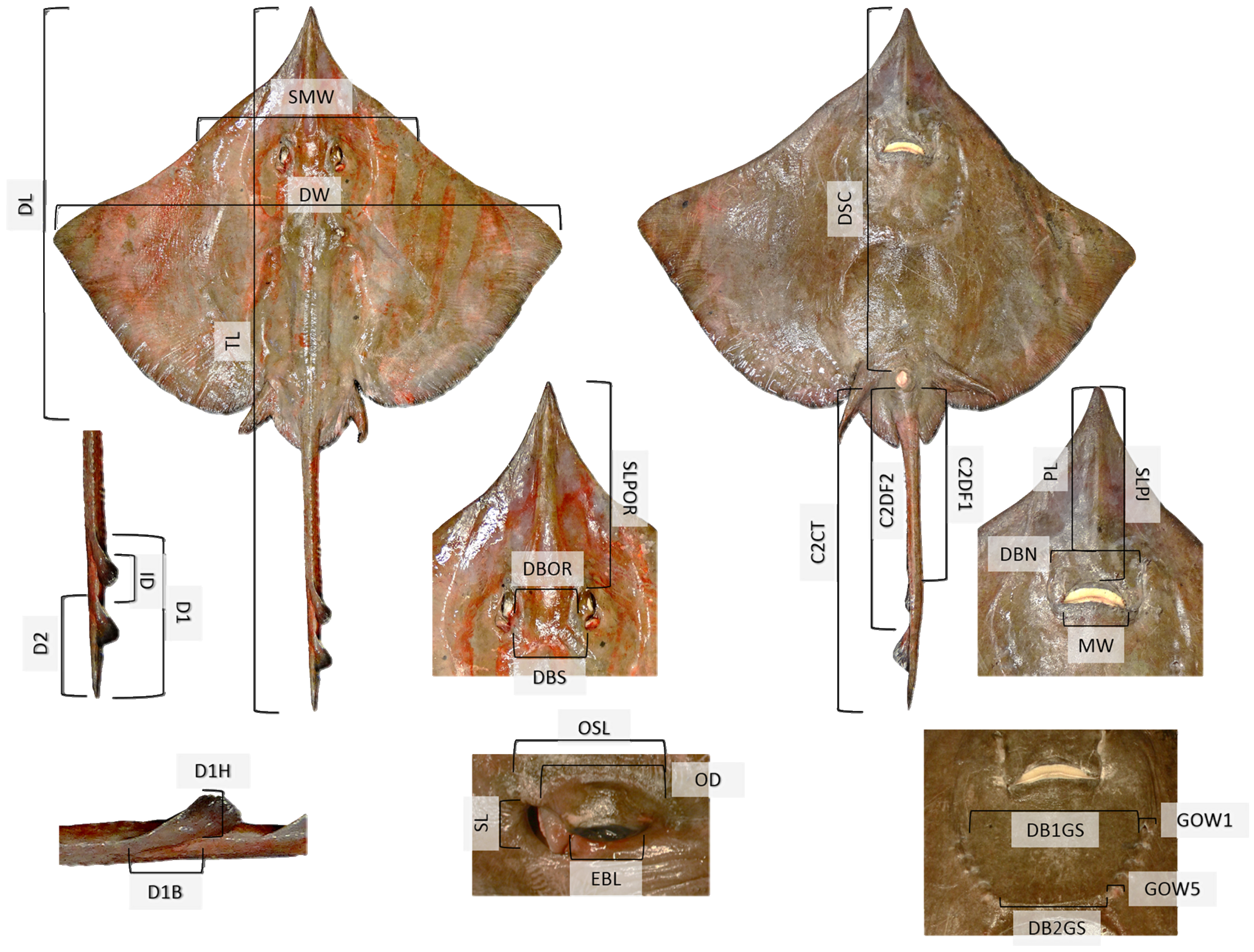 Jmse 09 01462 g002 Jmse 09 01462 g002