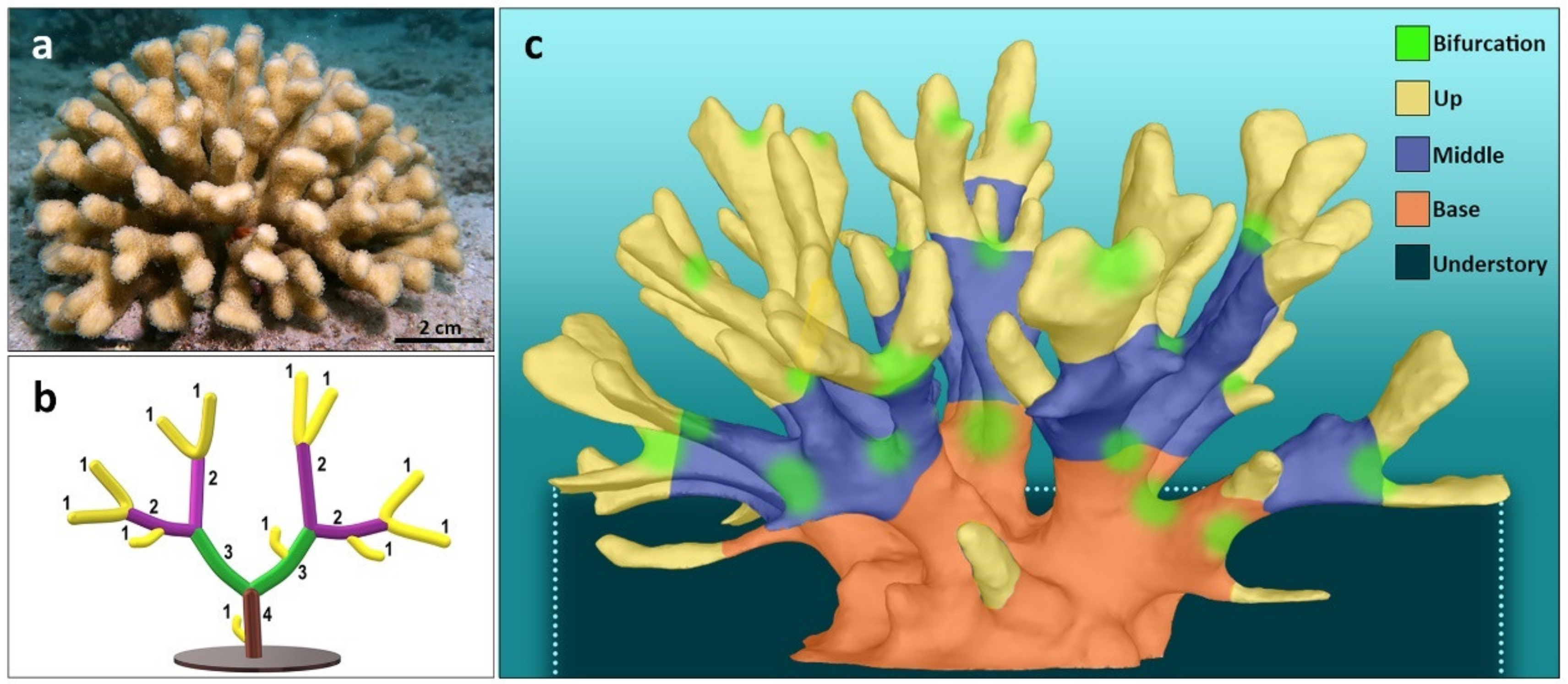 JMSE | Free Full-Text | Strahler Ordering Analyses on Branching Coral Canopies: Stylophora pistillata as a Case Study JMSE | Free Full-Text | Strahler Ordering Analyses on Branching Coral Canopies: Stylophora pistillata as a Case Study