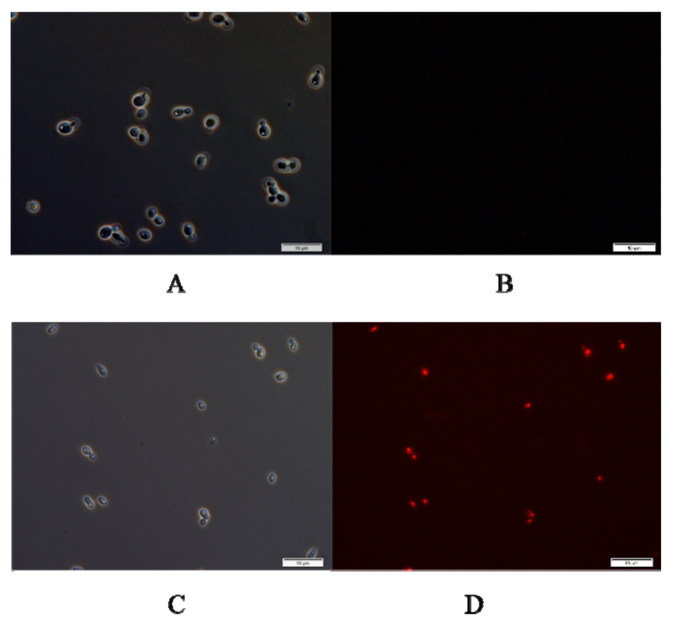 Jmse 10 00339 g005 550