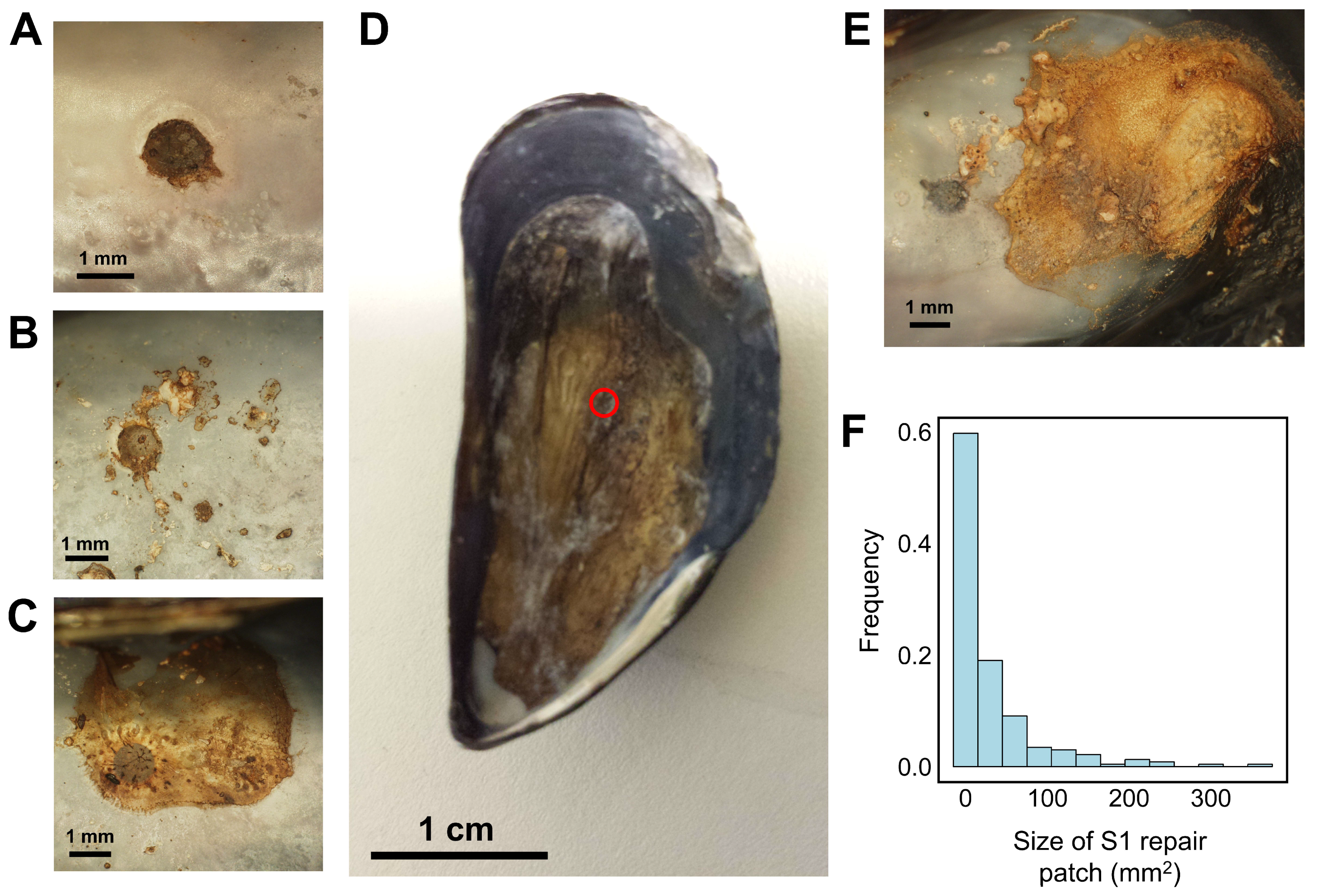 Jmse Free Full Text Mussels Repair Shell Damage Despite Limitations Imposed By Ocean Acidification Html Jmse Free Full Text Mussels Repair Shell Damage Despite Limitations Imposed By Ocean Acidification Html