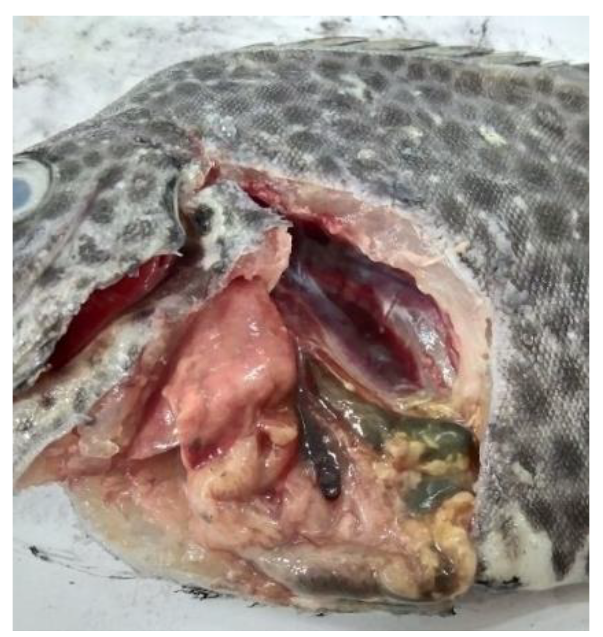 Jmse 10 00625 g001 Jmse 10 00625 g001