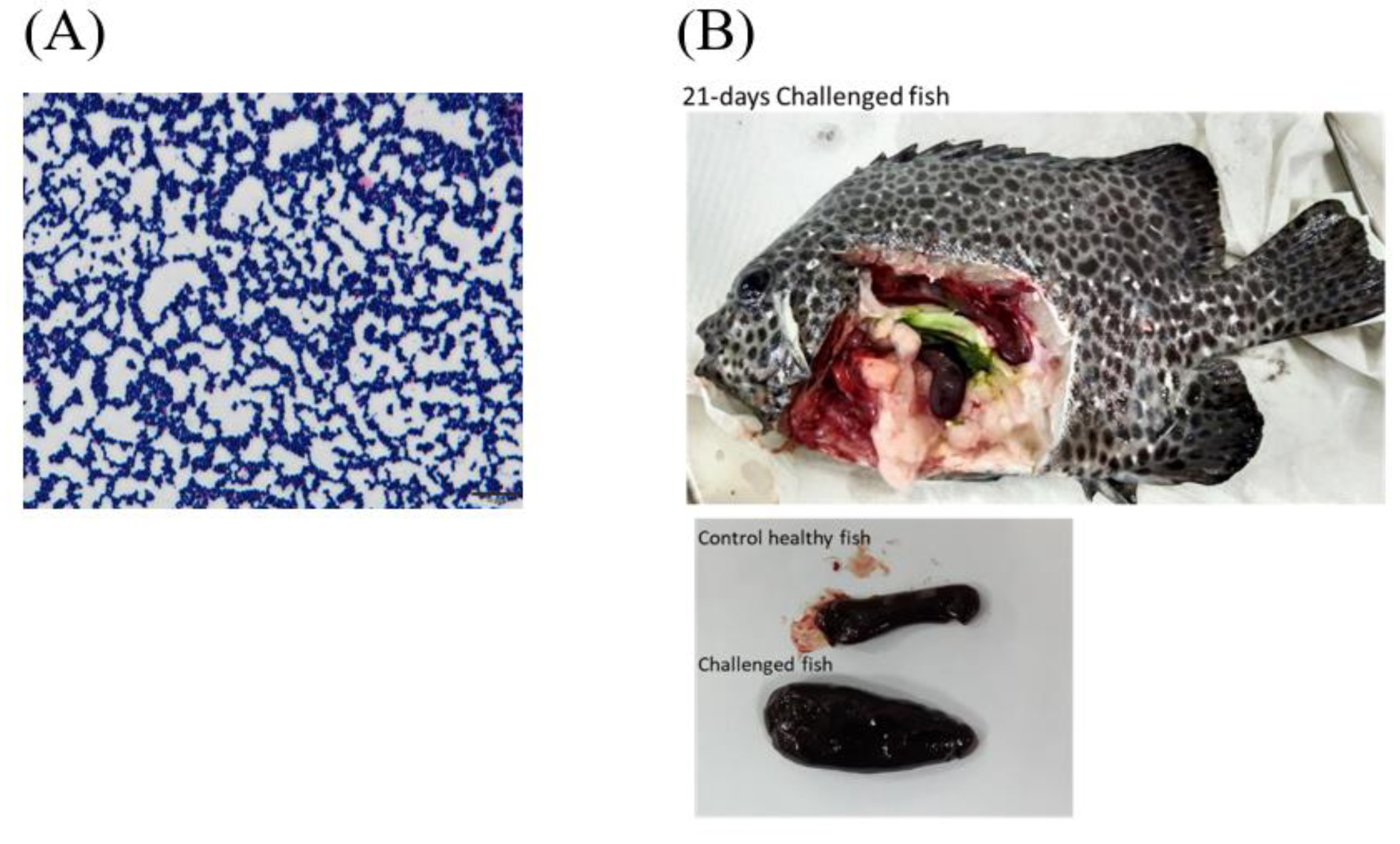 Jmse 10 00625 g003 Jmse 10 00625 g003