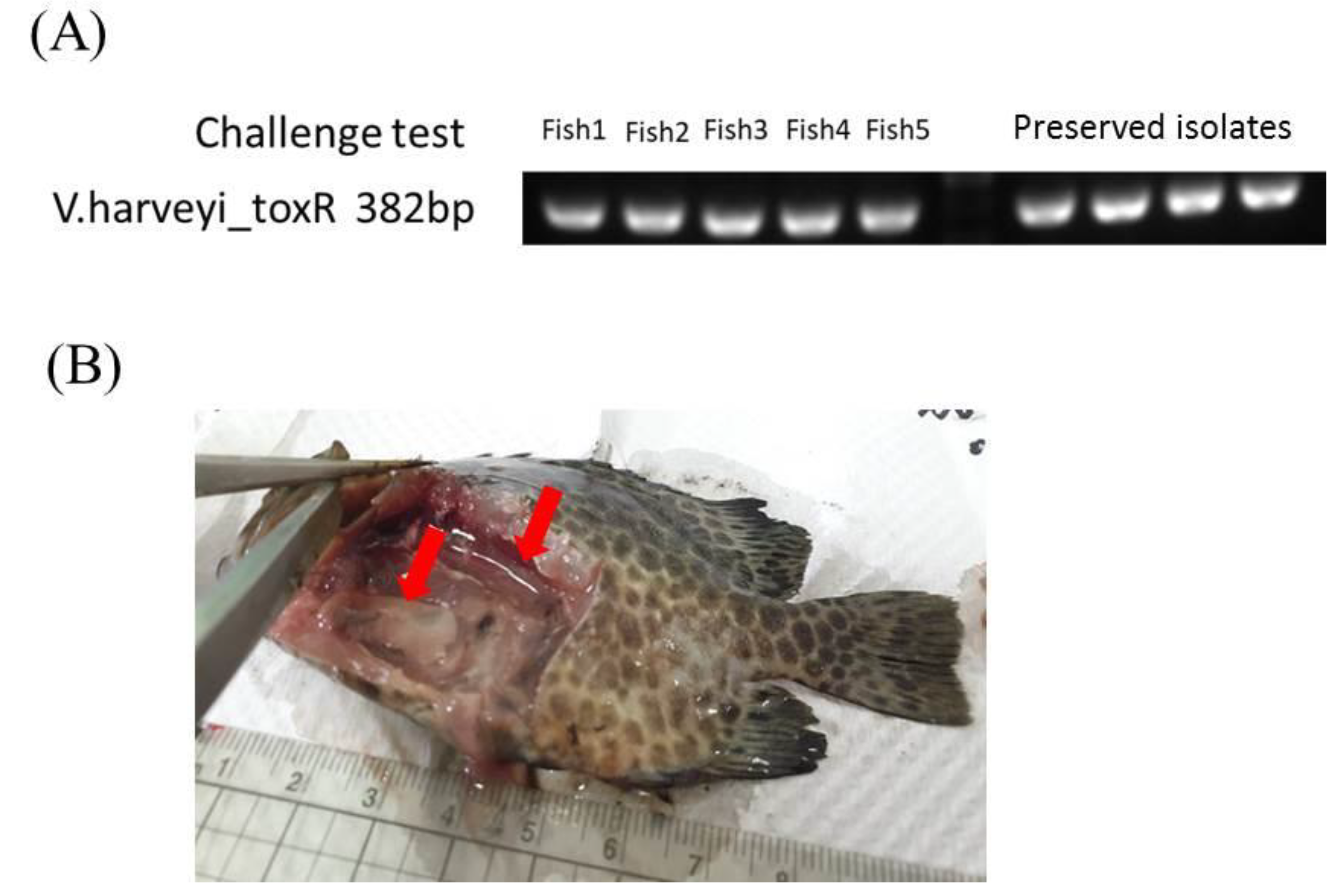 Jmse 10 00625 g004 Jmse 10 00625 g004