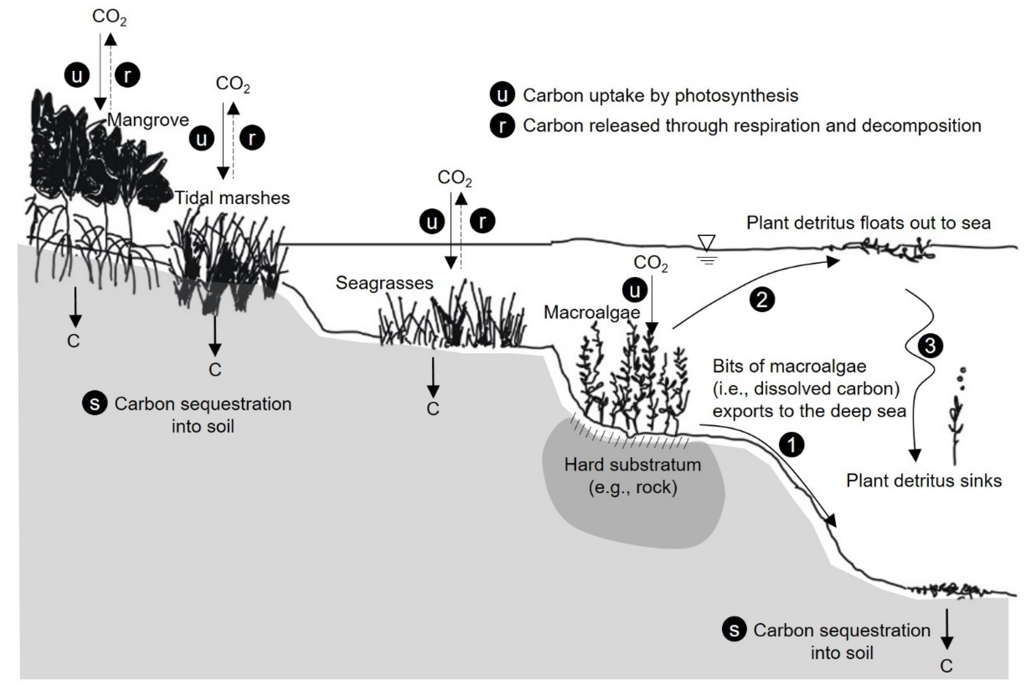 Testing the climate intervention potential of ocean afforestation using the  Great Atlantic Sargassum Belt