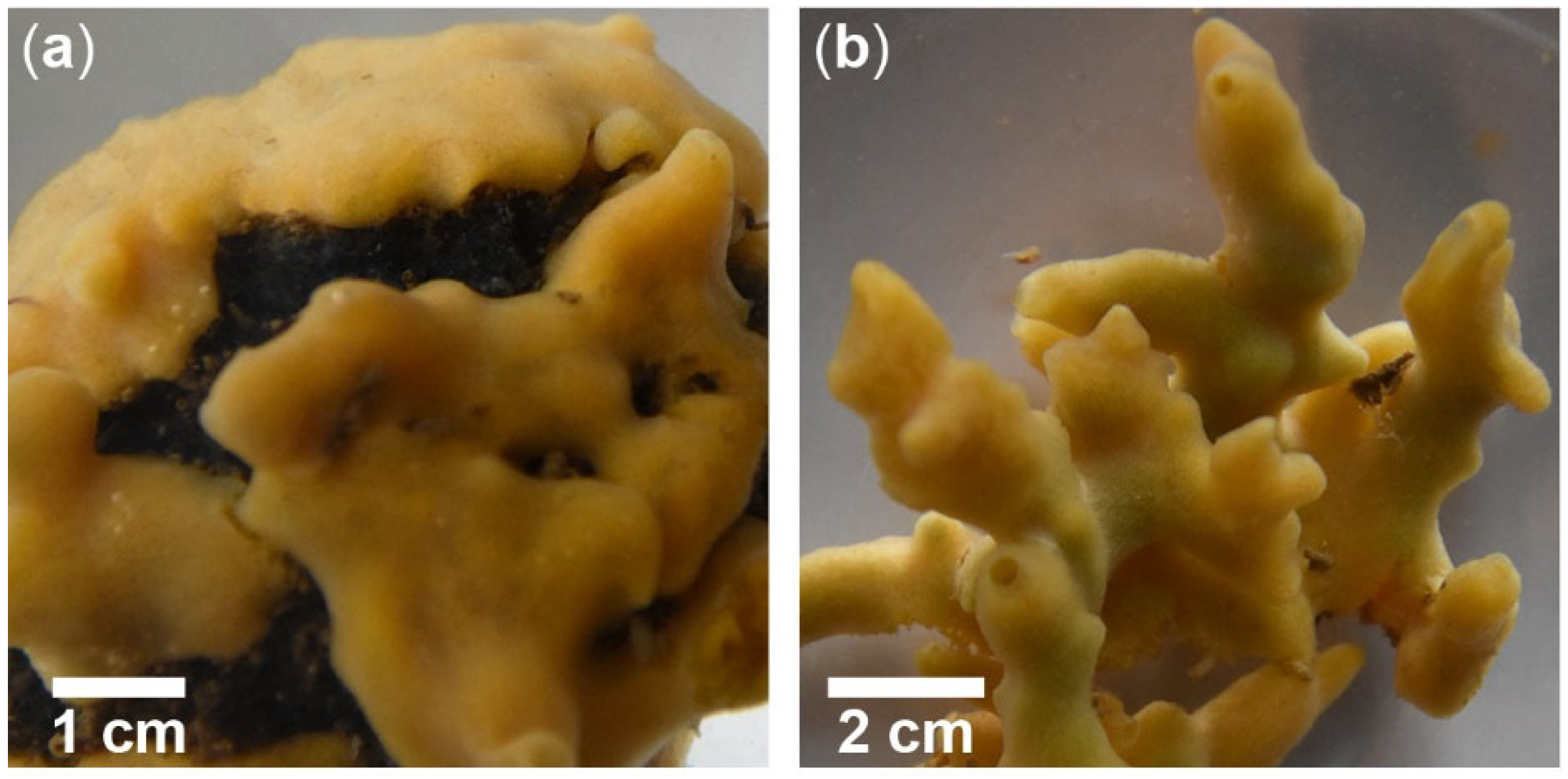 description of Suberites domuncula - Hermit crab sponge