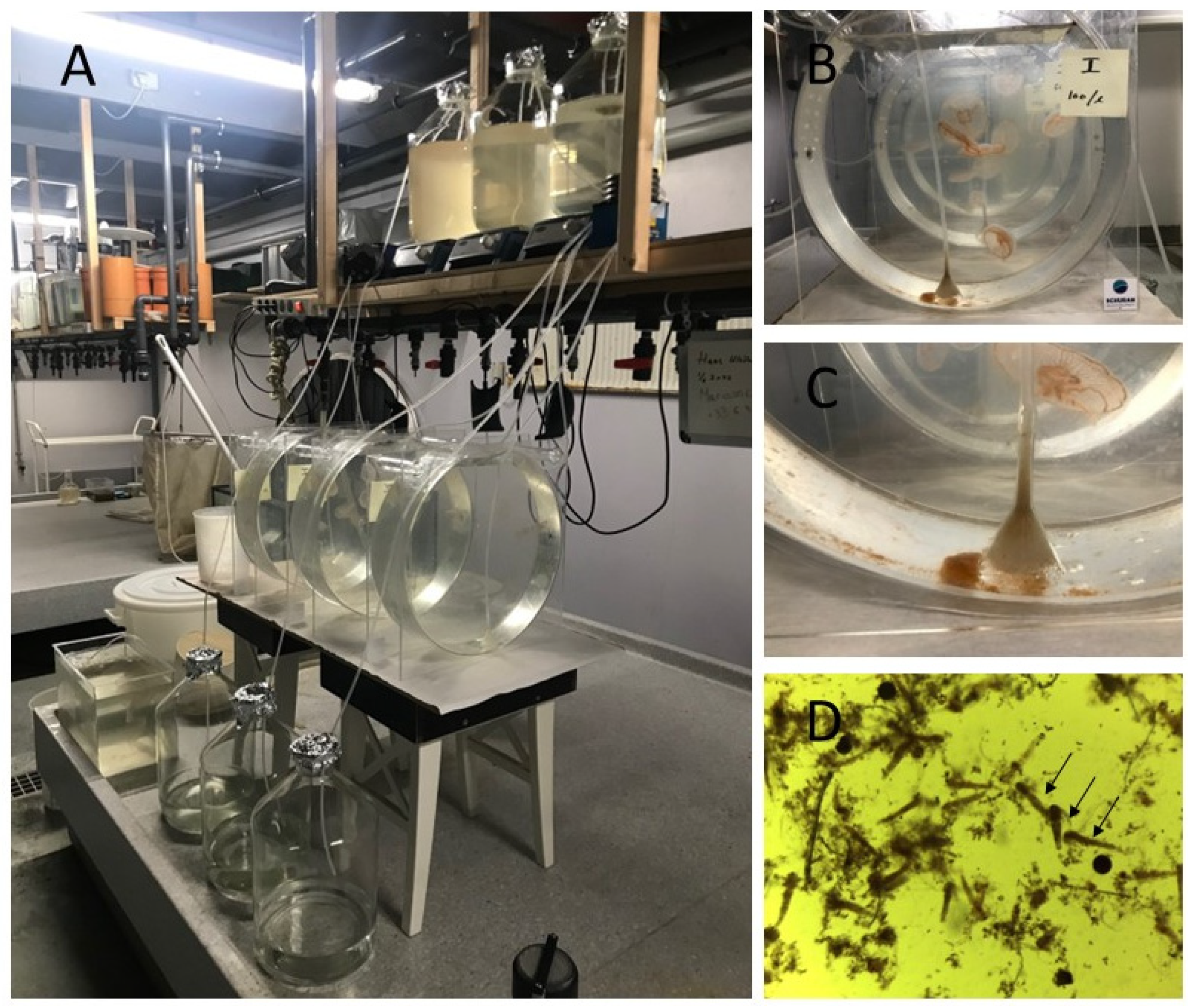 Jmse 10 01368 g004 550