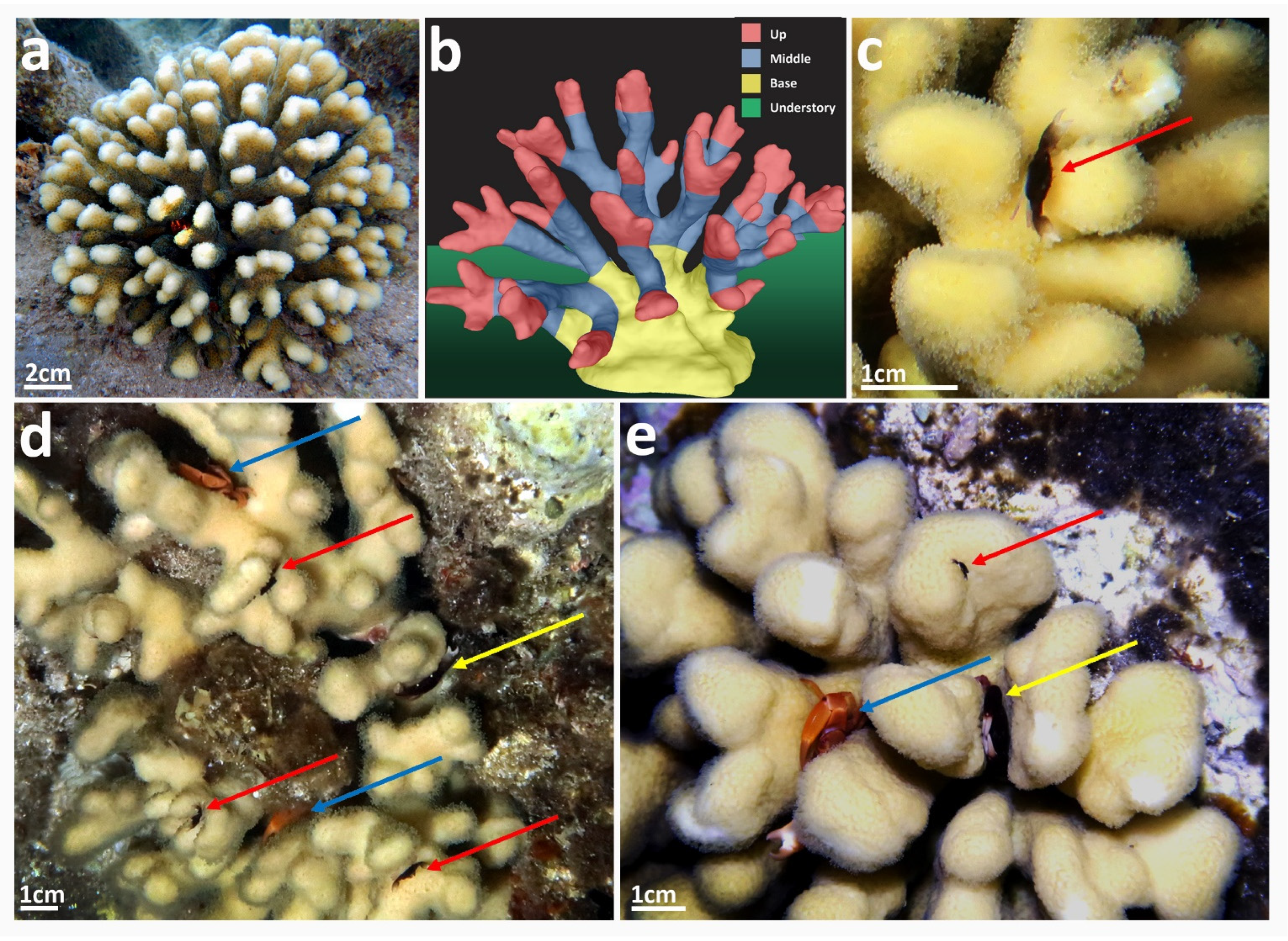 JMSE | Free Full-Text | Trapezia Crabs That Dwell in Distinctive Day/Night Canopy Compartments of a Marine Animal Forest, Forage on Demersal Plankton JMSE | Free Full-Text | Trapezia Crabs That Dwell in Distinctive Day/Night Canopy Compartments of a Marine Animal Forest, Forage on Demersal Plankton