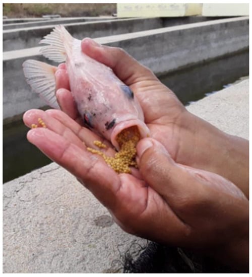 GUIDELINES FOR SAMPLING FISH IN INLAND WATERS