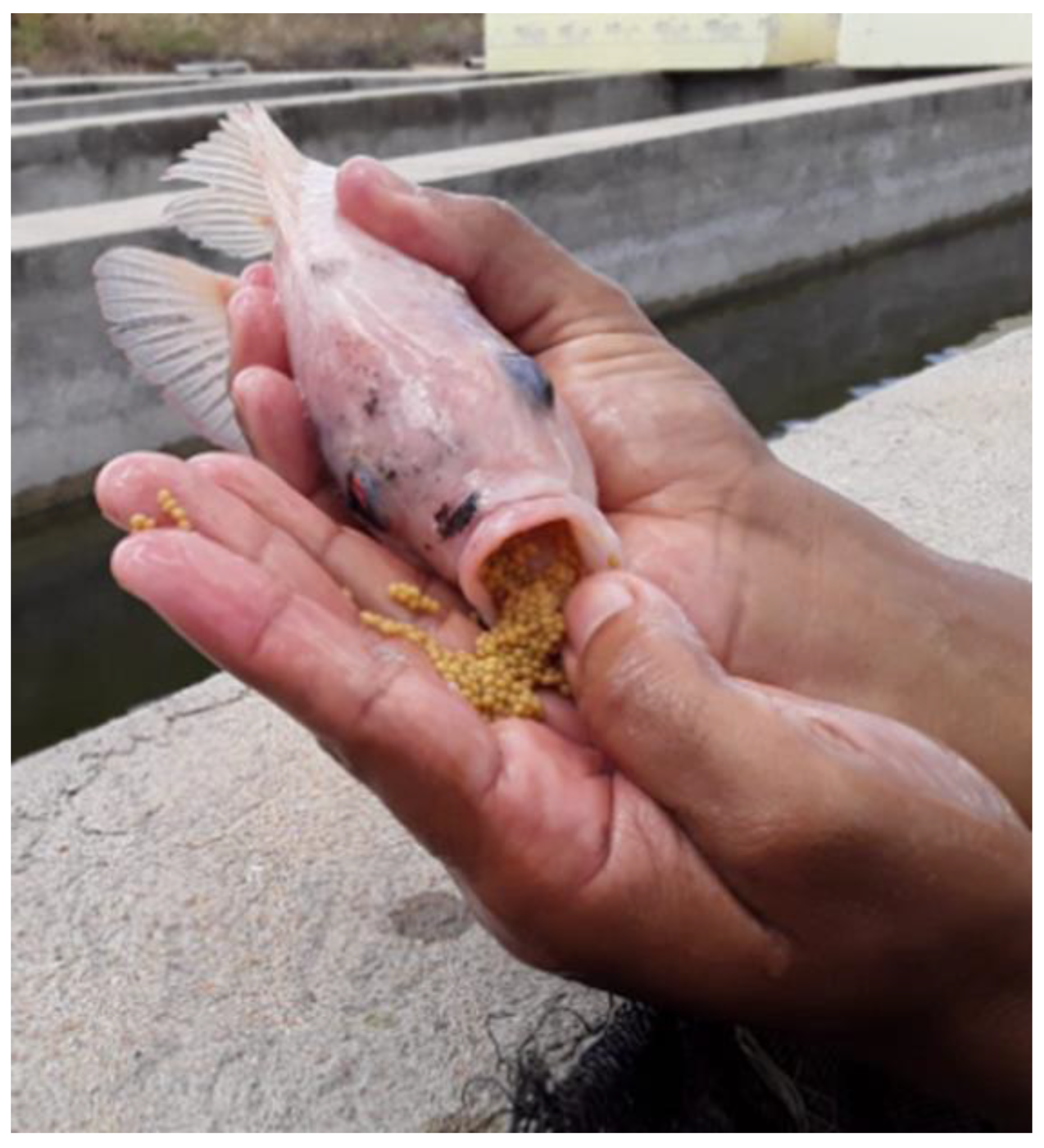 When releasing reef fish, using the right tool with the right technique  makes a difference