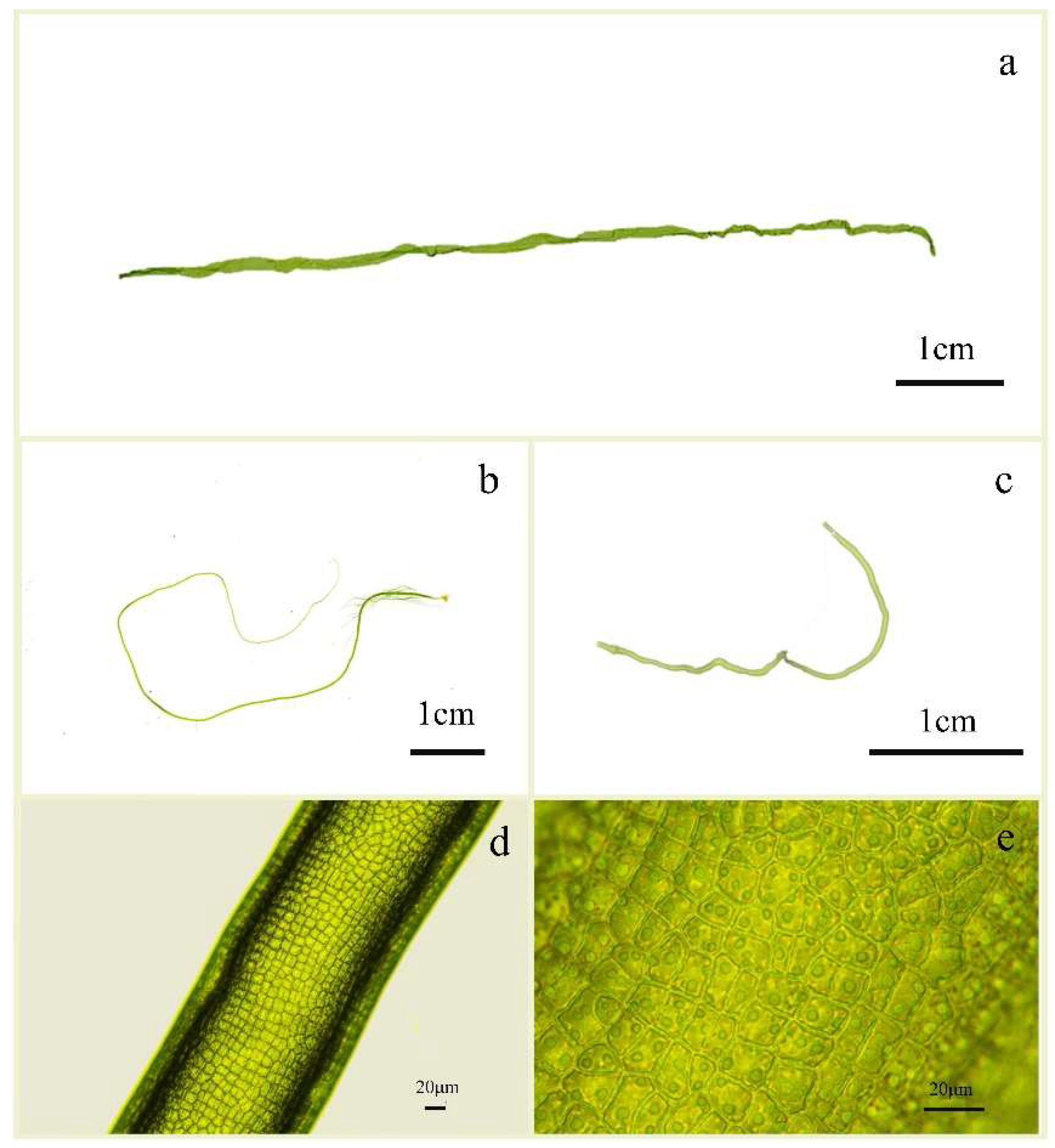 Distribution and Identification of Ulva aragoensis (Ulvaceae