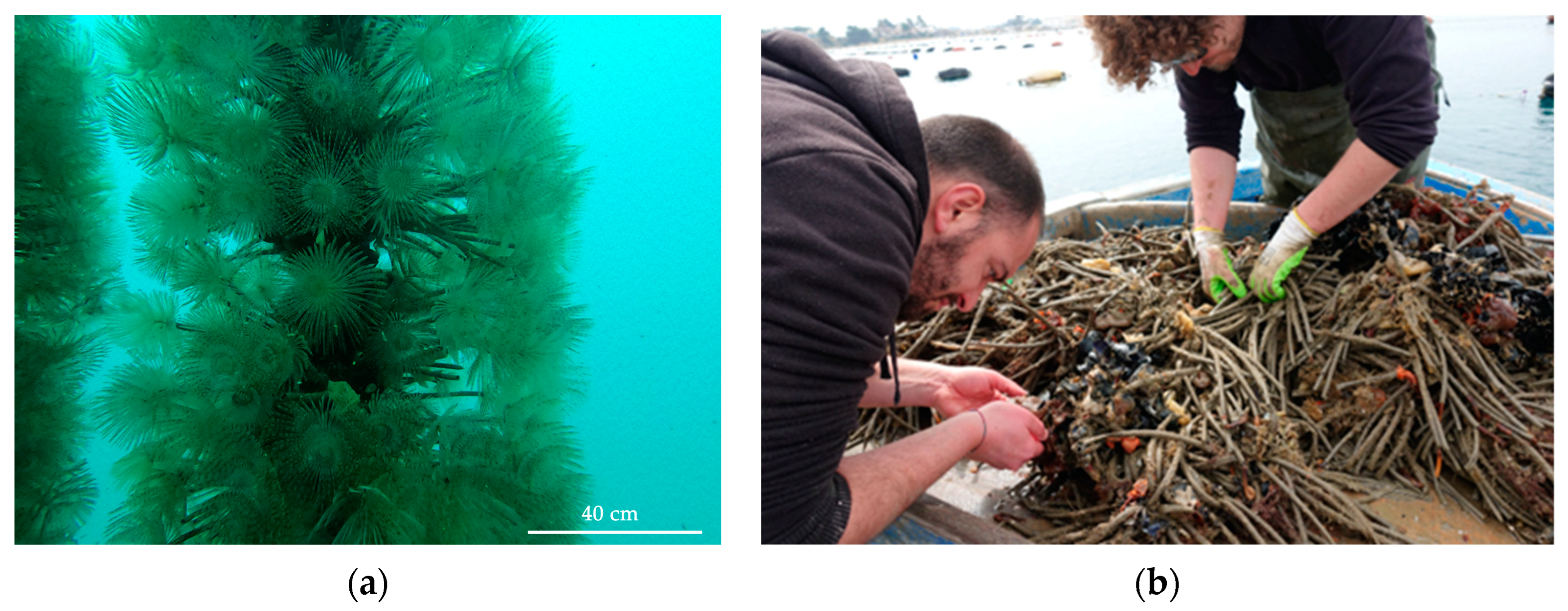 Jmse 11 00123 g001 Jmse 11 00123 g001