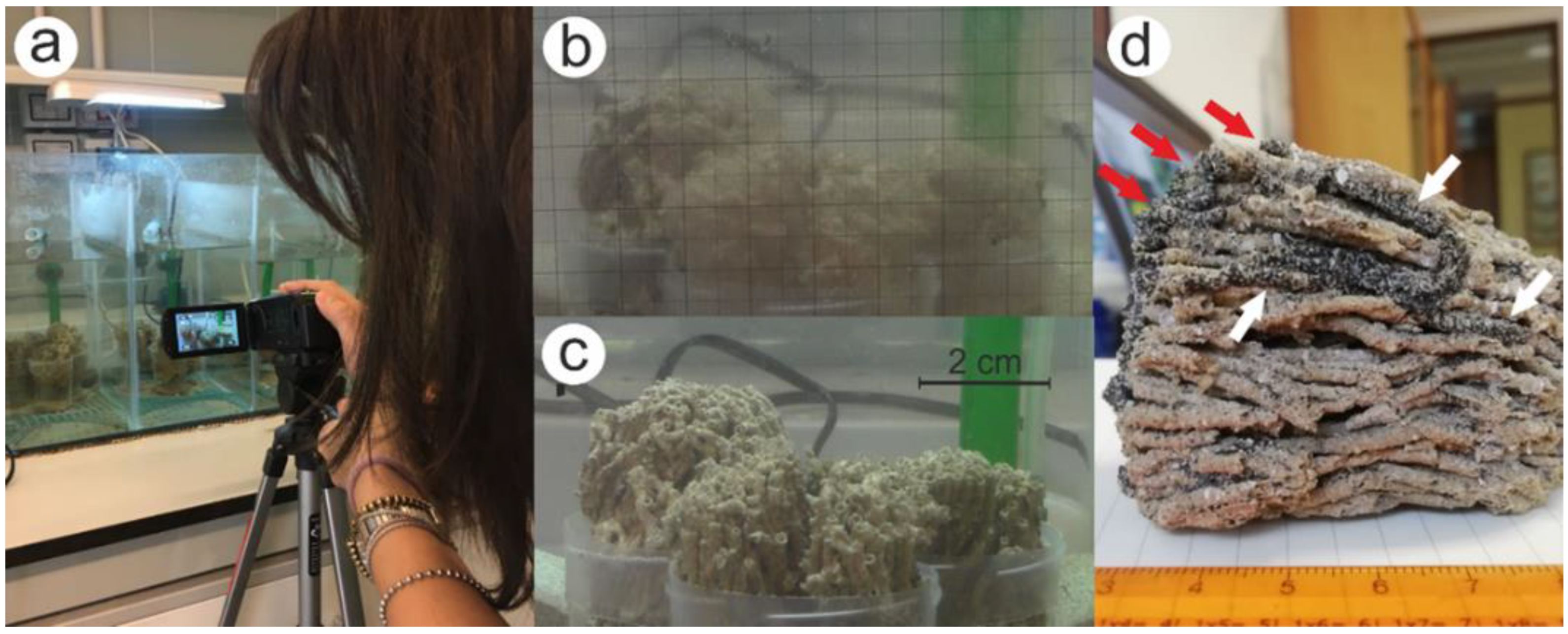 Jmse 11 00204 g005 Jmse 11 00204 g005