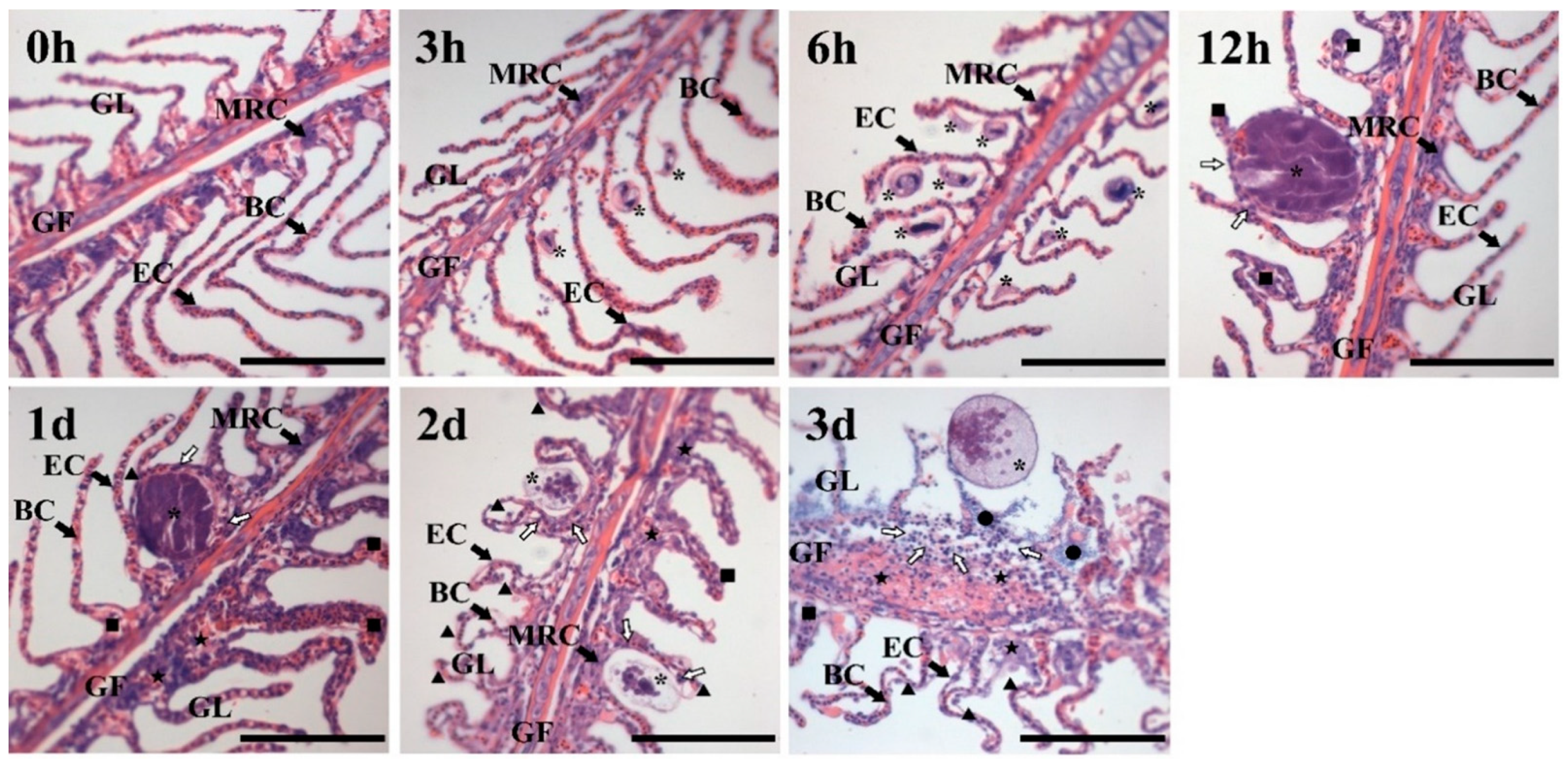 Jmse 11 00262 g001 Jmse 11 00262 g001
