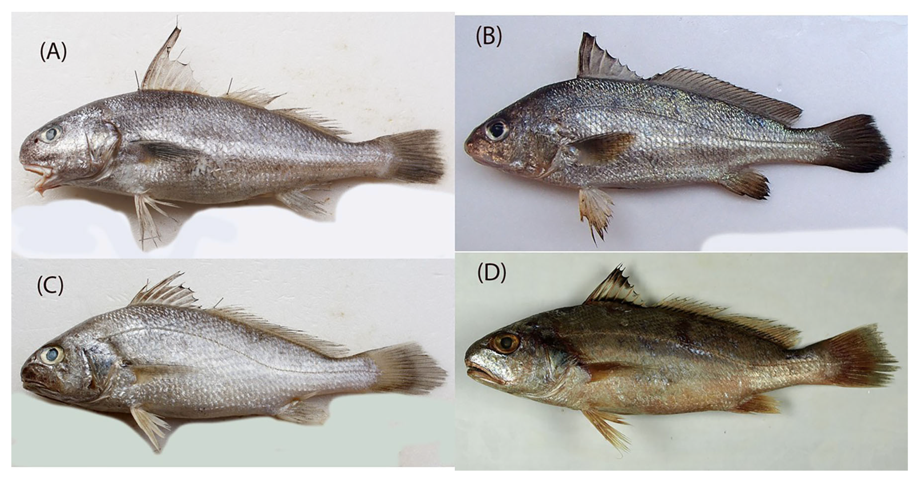 Jmse 11 00471 g005 Jmse 11 00471 g005