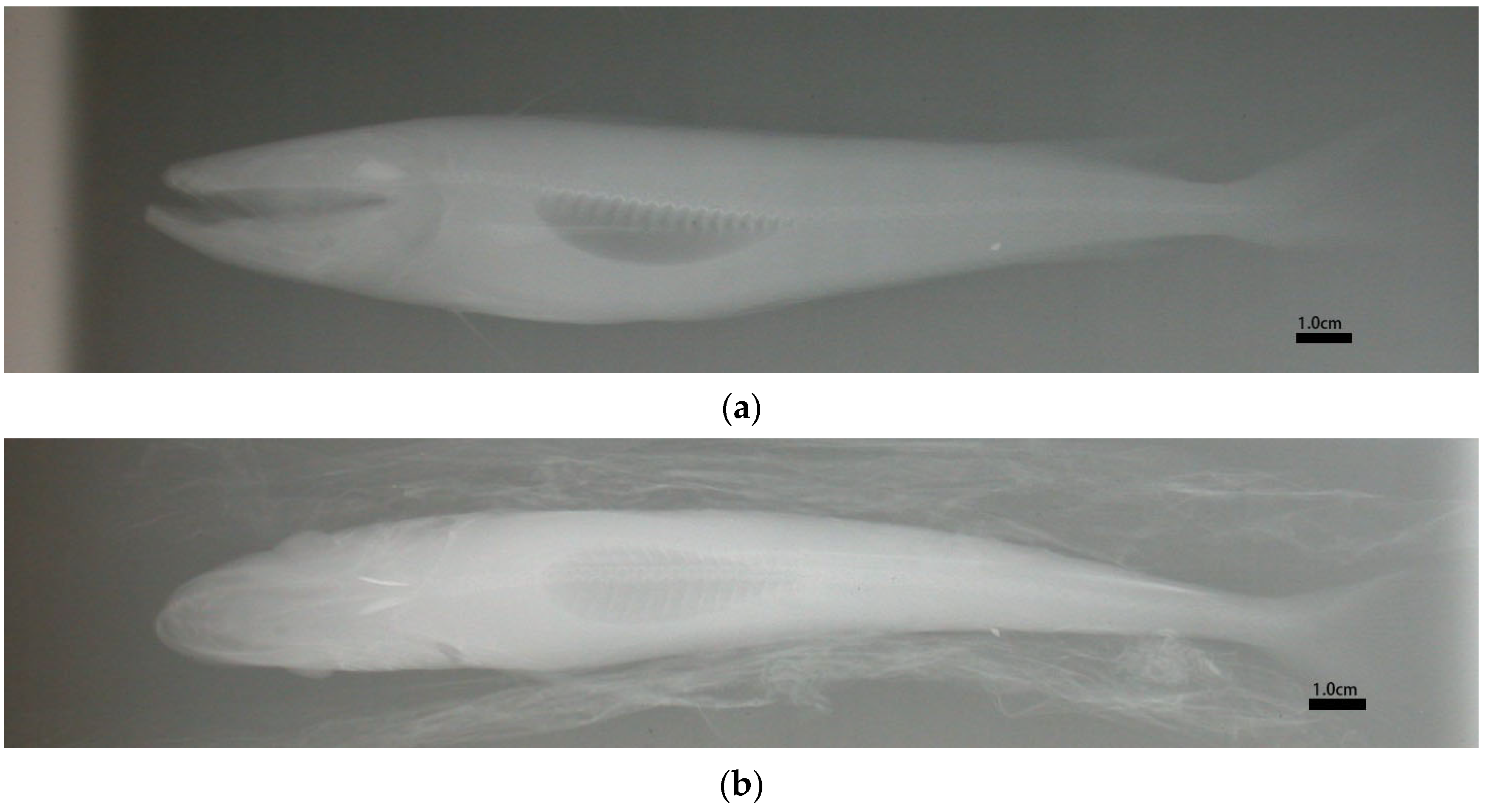 Jmse 11 00473 g001 Jmse 11 00473 g001