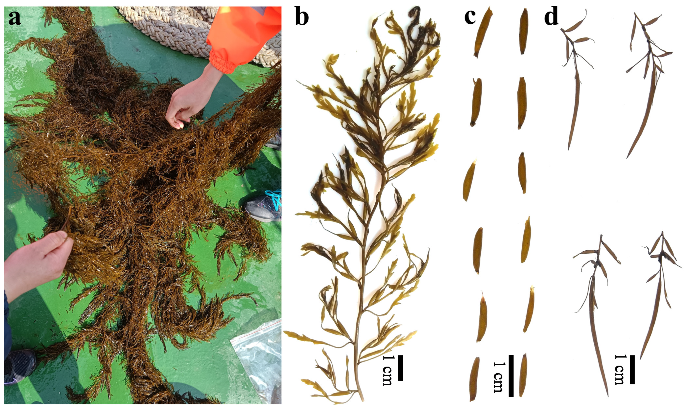 Jmse 11 00479 g002 Jmse 11 00479 g002