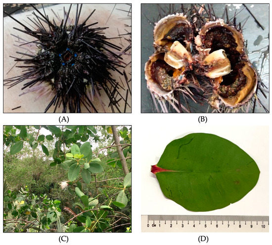 Antifouling Potential of Diadema setosum and Sonneratia lanceolata 