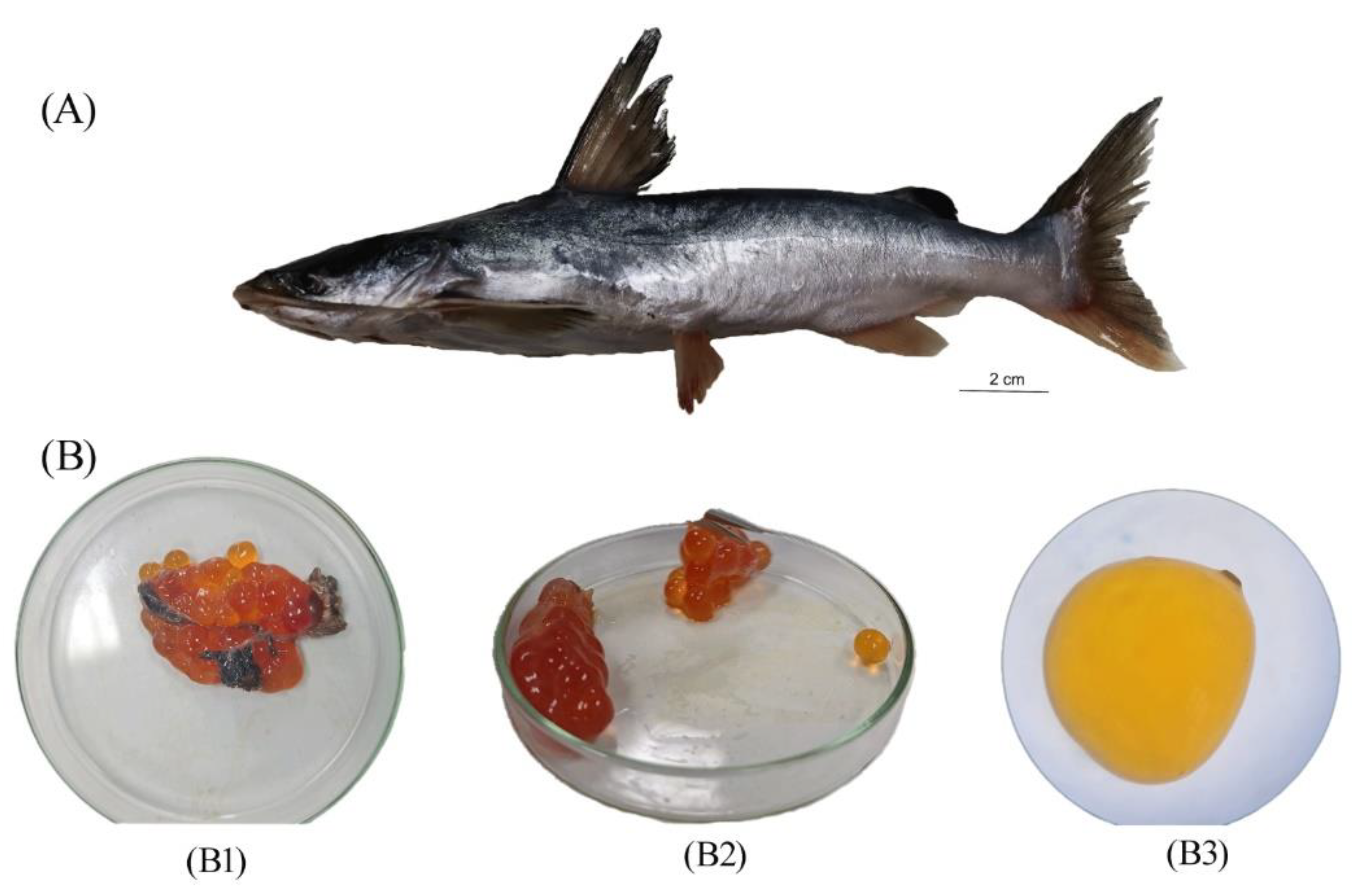 JMSE Free FullText Microplastic Accumulation in Catfish and Its Effects on Fish Eggs from