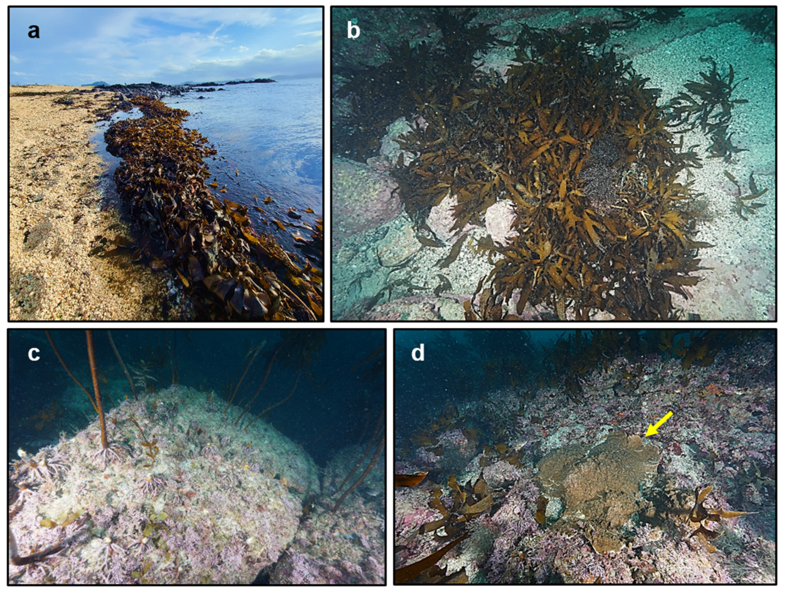 Jmse 11 01035 g001 Jmse 11 01035 g001