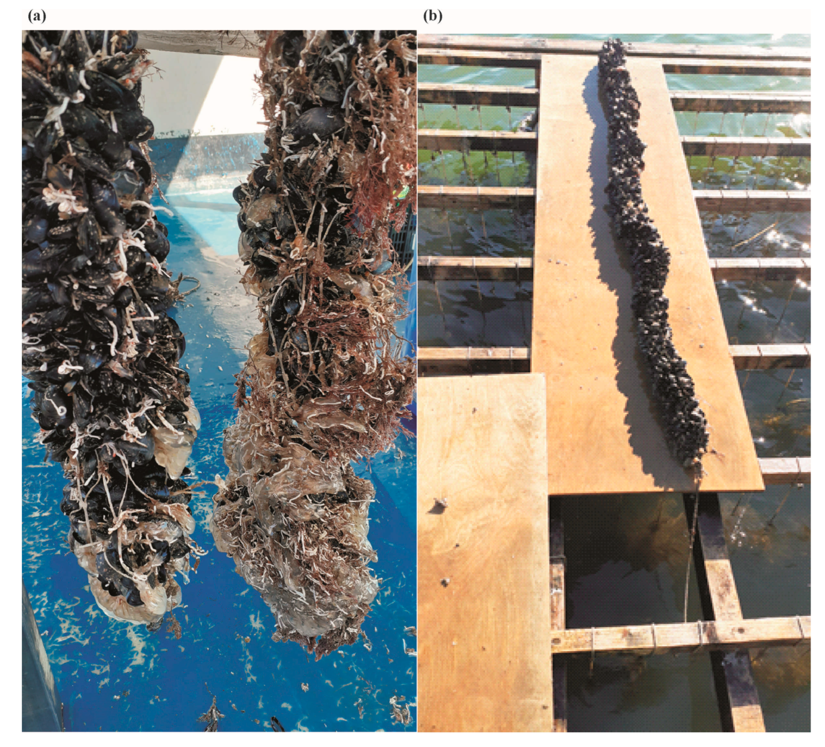 Jmse 11 01077 g001 Jmse 11 01077 g001