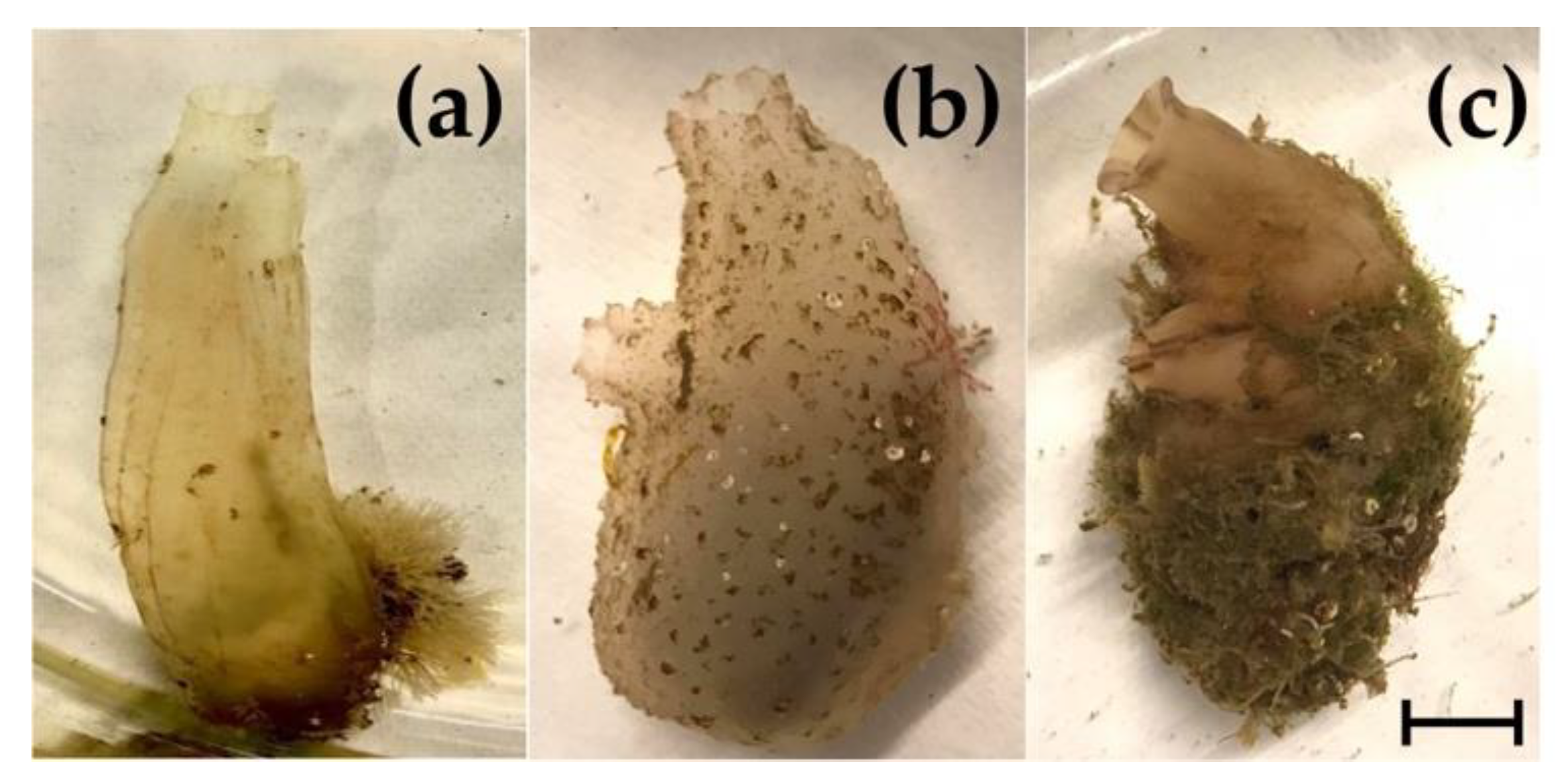 Jmse 11 01115 g002 Jmse 11 01115 g002