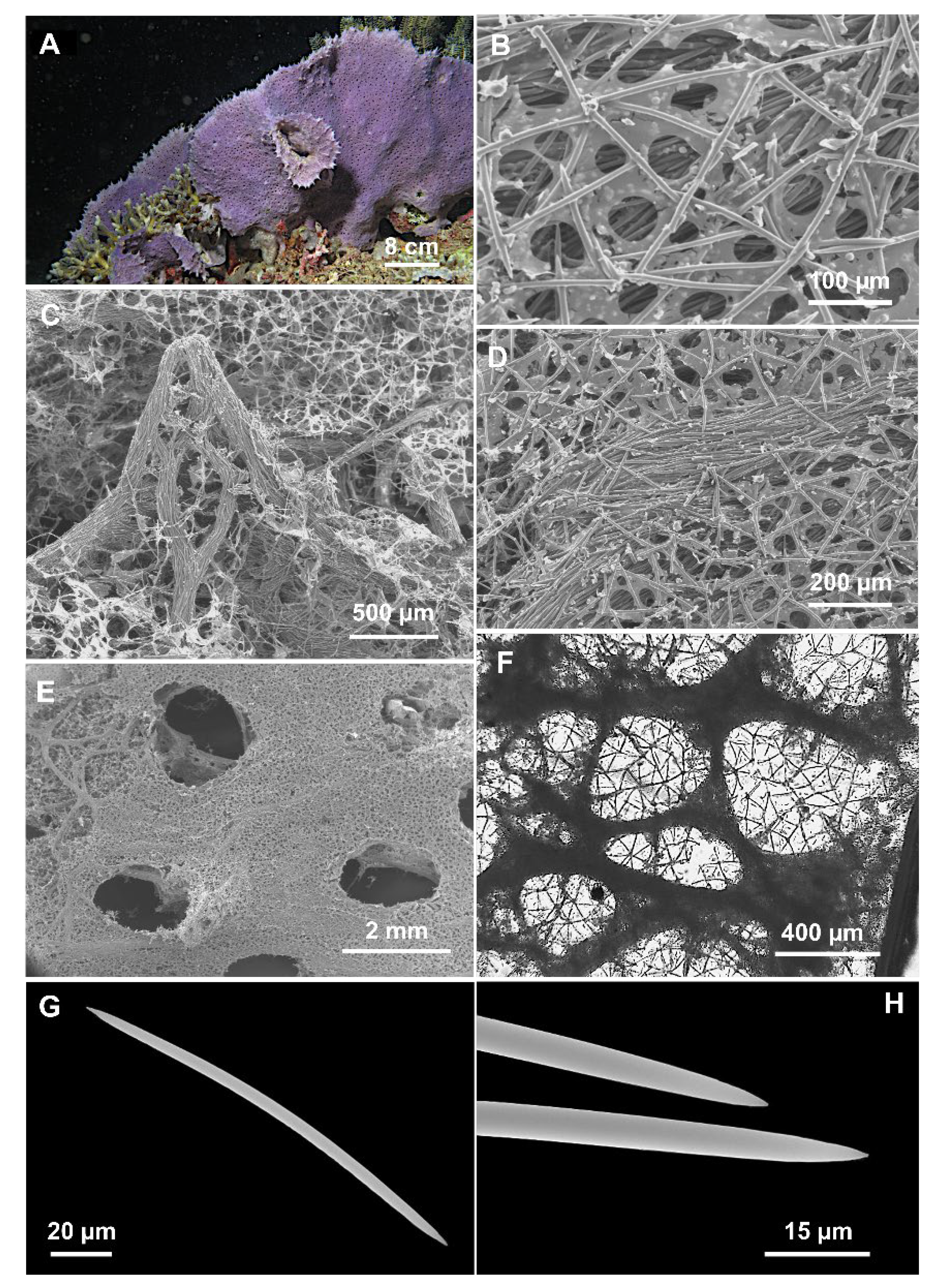 Jmse 11 01240 g004 Jmse 11 01240 g004