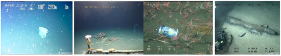 Real-Time Instance Segmentation for Detection of Underwater Litter as a ...