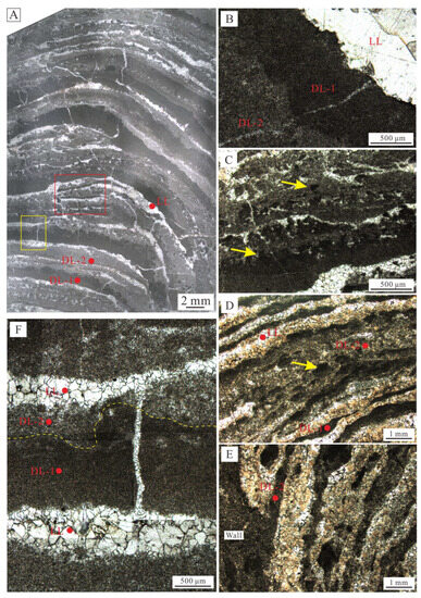 Comparative Analysis of Heart Regeneration: Searching for