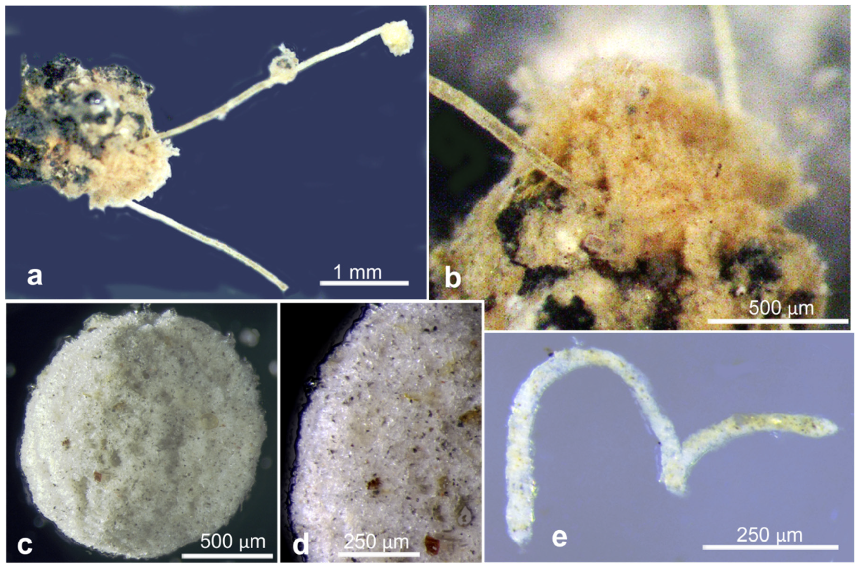 Jmse 11 02038 g0a2 Jmse 11 02038 g0a2