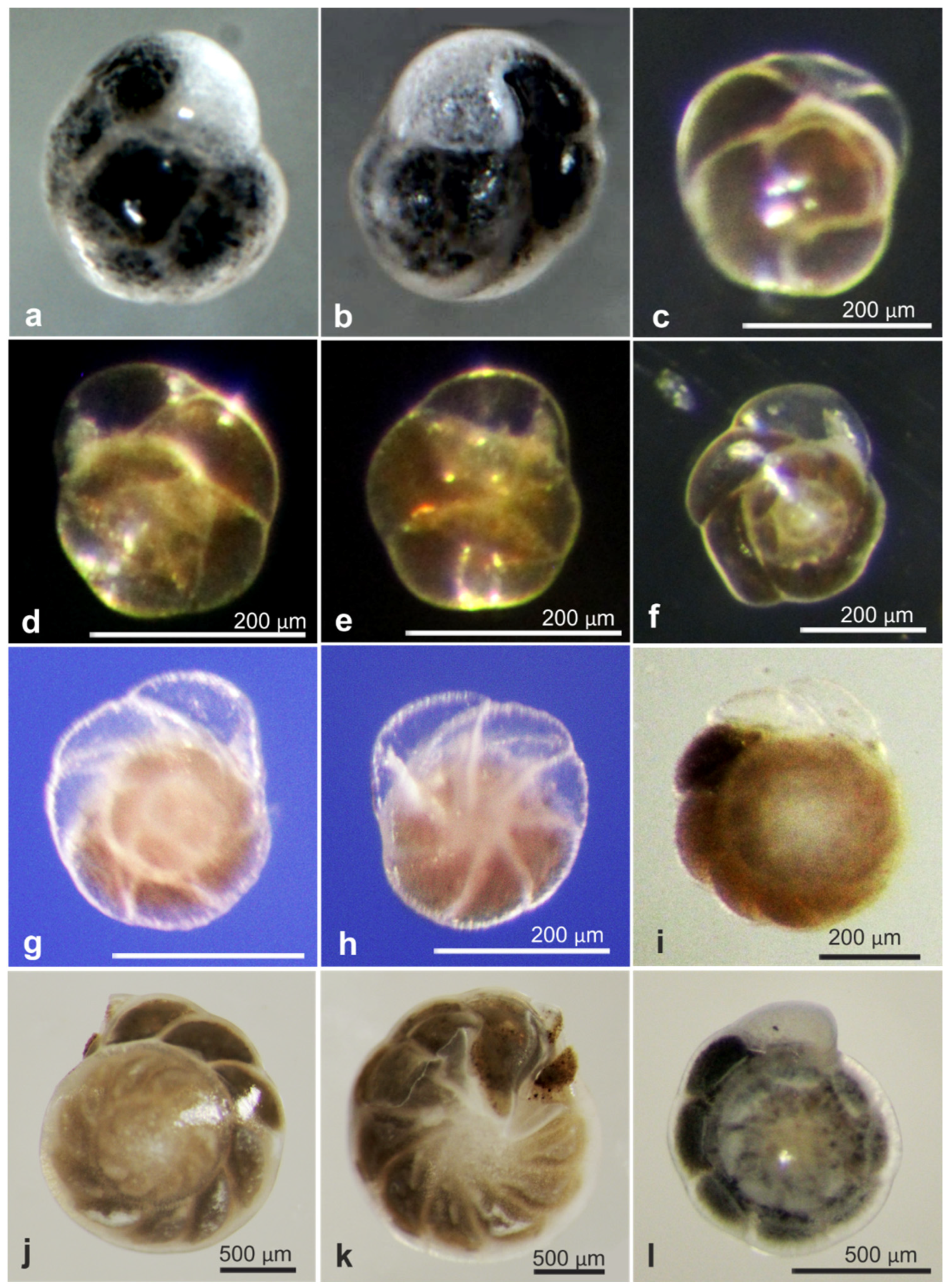 Jmse 11 02038 g0a5 Jmse 11 02038 g0a5