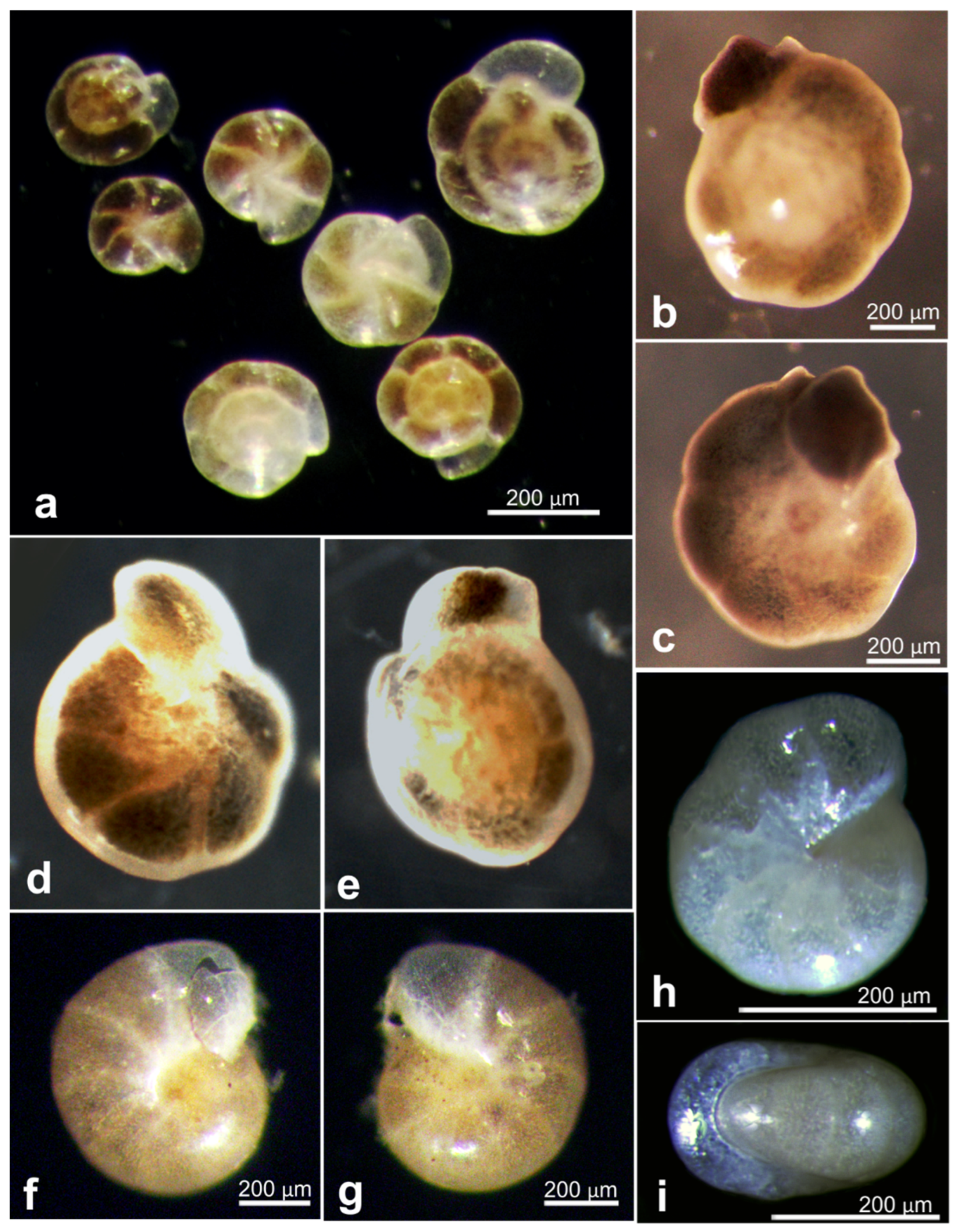 Jmse 11 02038 g0a6 Jmse 11 02038 g0a6