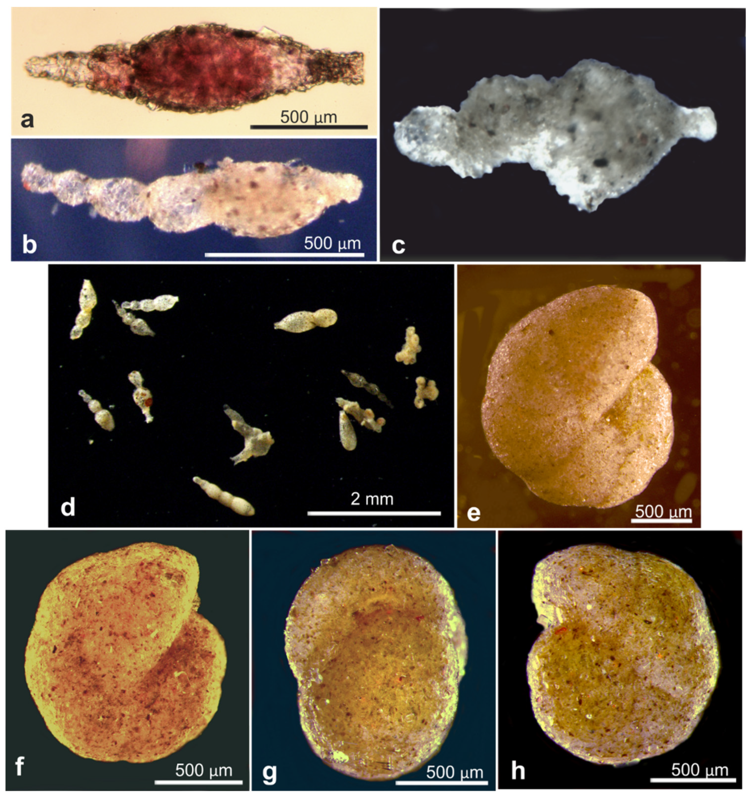 Jmse 11 02038 g0a7 Jmse 11 02038 g0a7