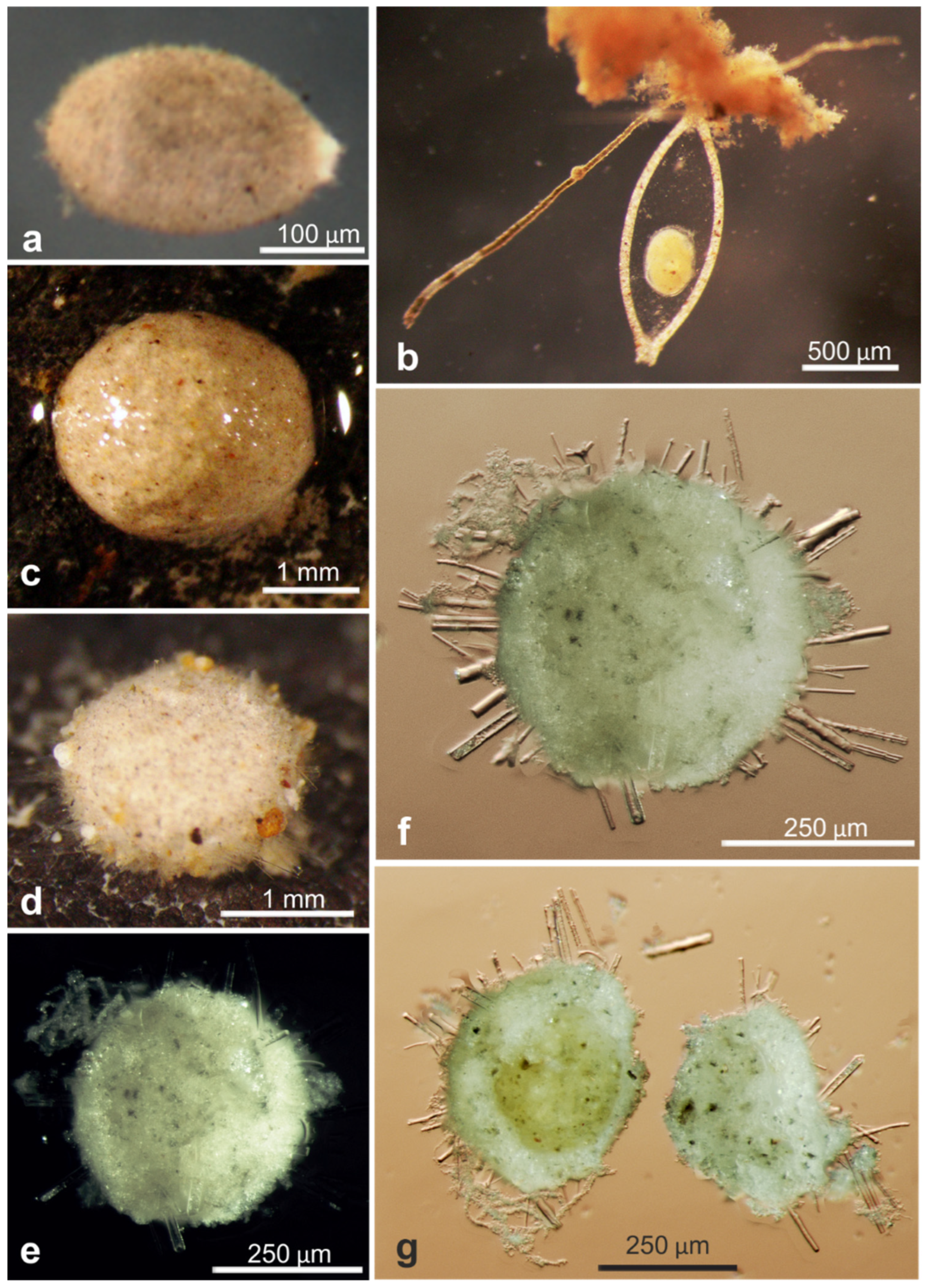 Jmse 11 02038 g0a8 Jmse 11 02038 g0a8