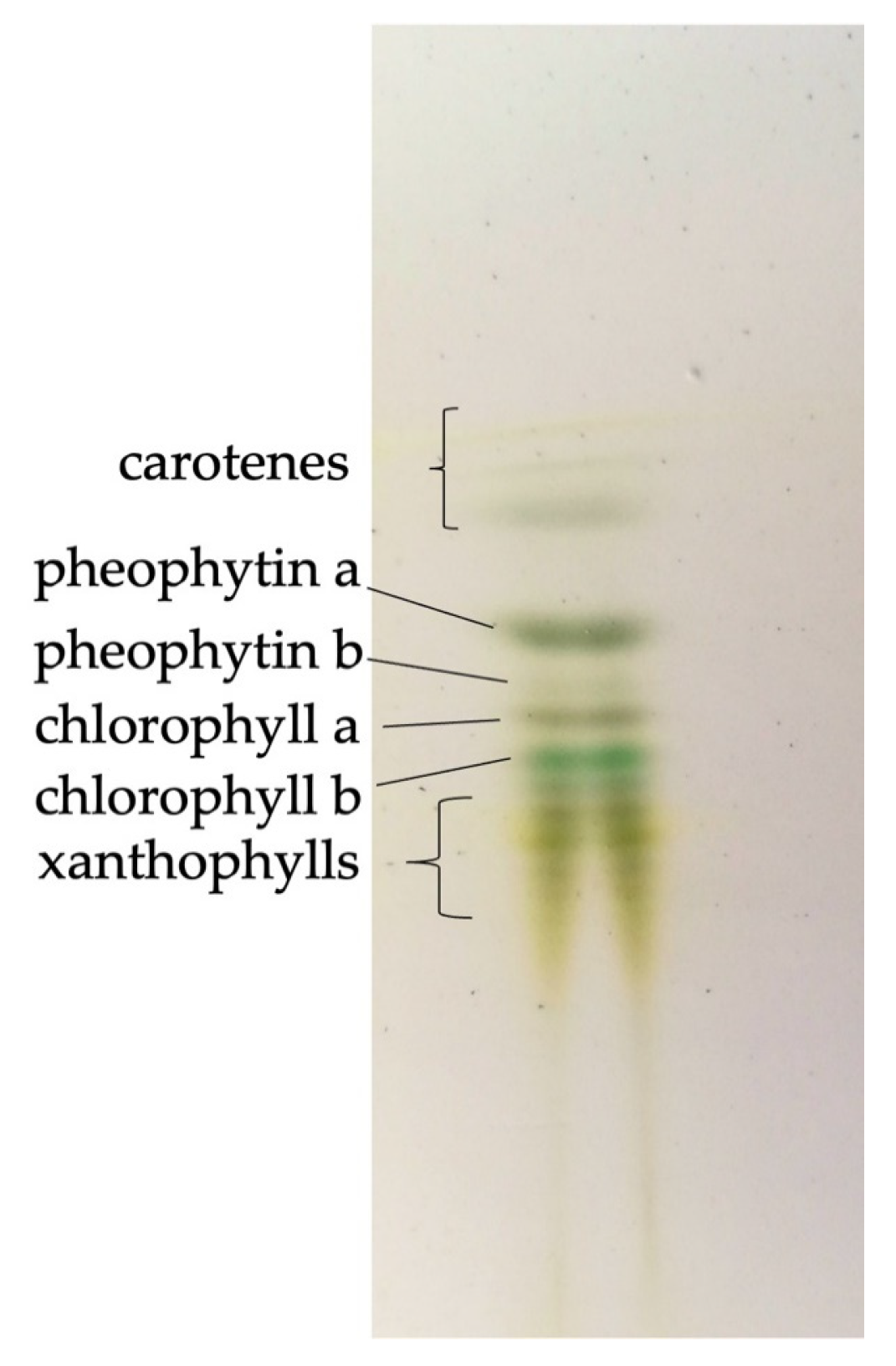 Screening of Undaria pinnatifida (Laminariales, Phaeophyceae