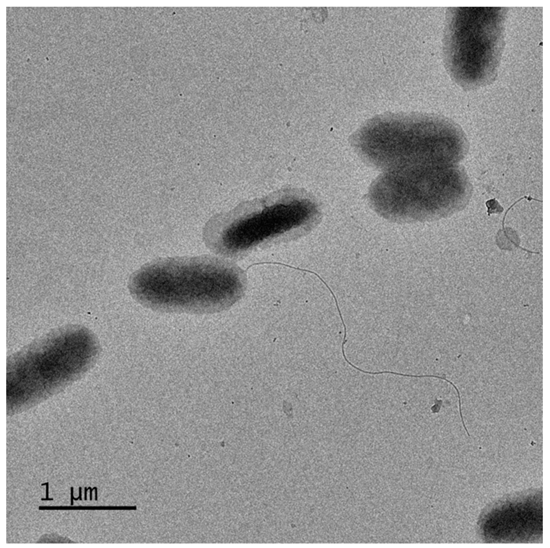 Jmse 12 00099 g003 Jmse 12 00099 g003