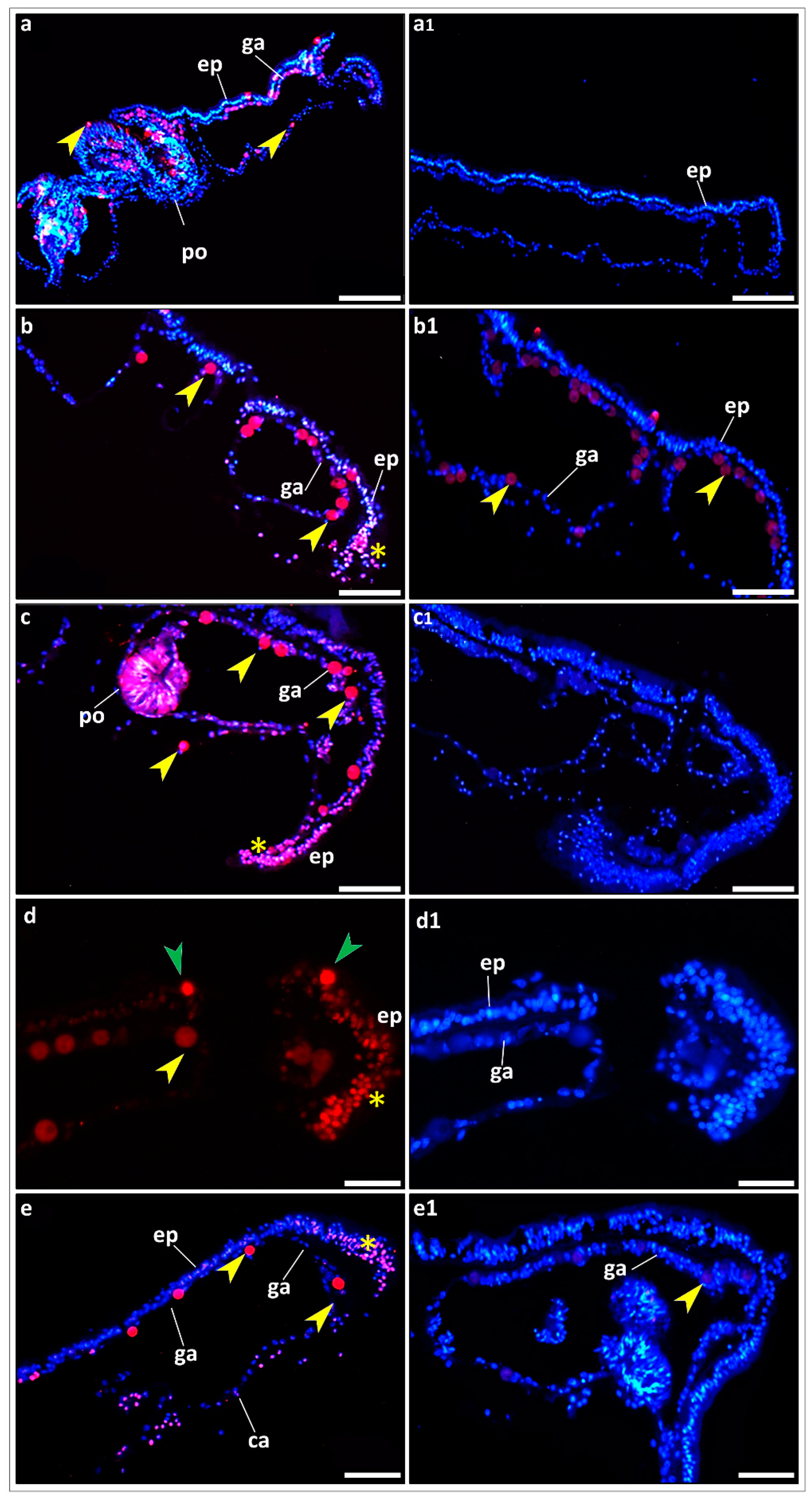 Jmse 12 00343 g007 Jmse 12 00343 g007
