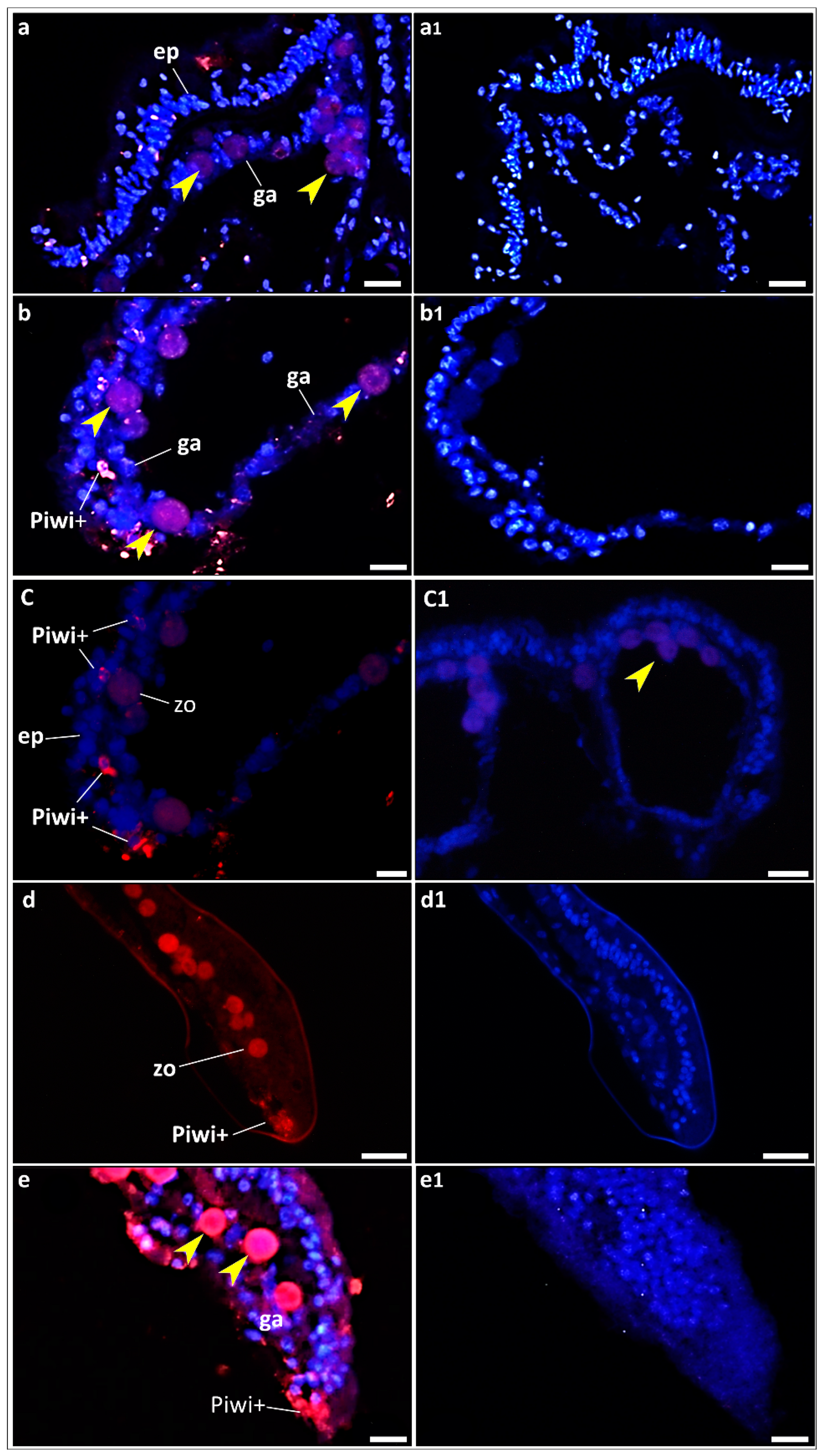 Jmse 12 00343 g008 Jmse 12 00343 g008
