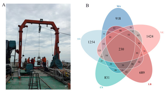 Composition and Distribution of Microeukaryotic Communities
